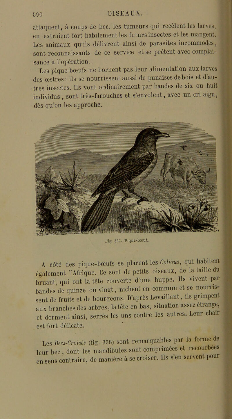 attaquent, à coups de bec, les tumeurs qui recèlent les larves, en extraient fort habilement les futurs insectes et les mangent. Les animaux qu’ils délivrent ainsi de parasites incommodes, sont reconnaissants de ce service et se prêtent avec complai- sance à l’opération. Les pique-bœufs ne bornent pas leur alimentation aux larves des œstres : ils se nourrissent aussi de punaises de bois et d’au- tres insectes. Ils vont ordinairement par bandes de six ou huit individus , sont très-farouches et s’envolent, avec un cri aigu, dès qu’on les approche. A côté des pique-bœufs se placent les Colious, qui habitent également l’Afrique. Ce sont de petits oiseaux, de la taille du bruant, qui ont la tête couverte d’une huppe. Ils vivent par bandes de quinze ou vingt, nichent en commun et se nourris- sent de fruits et de bourgeons. D’après Levaillant, ils grimpent aux branches des arbres, la tête en bas, situation assez étrange, et dorment ainsi, serrés les uns contre les autres. Leur chair est fort délicate. Les Becs-Croisés (fig. 338) sont remarquables par la forme de leur bec , dont les mandibules sont comprimées et recourbées en sens contraire, de manière à se croiser. Ils s’en servent pour