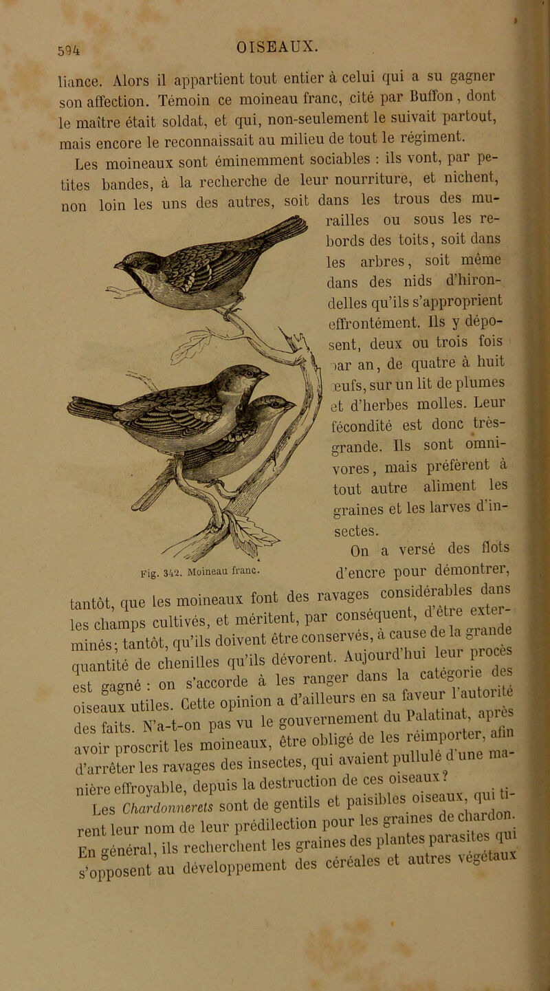liance. Alors il appartient tout entier à celui qui a su gagner son affection. Témoin ce moineau franc, cité par Buffon, dont le maître était soldat, et qui, non-seulement le suivait partout, mais encore le reconnaissait au milieu de tout le régiment. Les moineaux sont éminemment sociables : ils vont, par pe- tites bandes, à la recherche de leur nourriture, et nichent, non loin les uns des autres, soit dans les trous des mu- railles ou sous les re- bords des toits, soit dans les arbres, soit même dans des nids d’hiron- delles qu’ils s’approprient effrontément. Ils y dépo- sent, deux ou trois fois oar an, de quatre à huit eufs, sur un lit de plumes et d’herbes molles. Leur fécondité est donc très- grande. Ils sont omni- vores, mais préfèrent à tout autre aliment les graines et les larves d in- sectes. On a versé des flots Fig. 342. Moineau franc. d’encre pour démontrer, tantôt, que les moineaux font des ravages consul b'esJ™ les champs cultivés, et méritent, par conséquent dlet e ^ 1 minés; tantôt, qu'ils doivent être conserves, a cause de là | quantité de chenilles qu'ils dévorent. Aujouxd hu. leur procus . .. gagné • on s'accorde à les ranger dans la categorie des oiseaux utiles. Cette opinion a d’ailleurs en sa hv»r 1mufonfo | des faits N'a-t-on pas vu le gouvernement du Palatma , âpre avoir proscrit les moineaux, être obligé de les reimporter . | d’arrêter les ravages des insectes, qui avaient pullule d une nière effrovable depuis la destruction de ces oiseaux. _ Z c^onneJ sont de gentils et paisibles oiseaux qvu f rent leur nom de leur prédilection pour les graines de ctarc . En Général, ils recherchent les graines des plantes paras ' 3 opposent au développement des céréales et autres végétaux