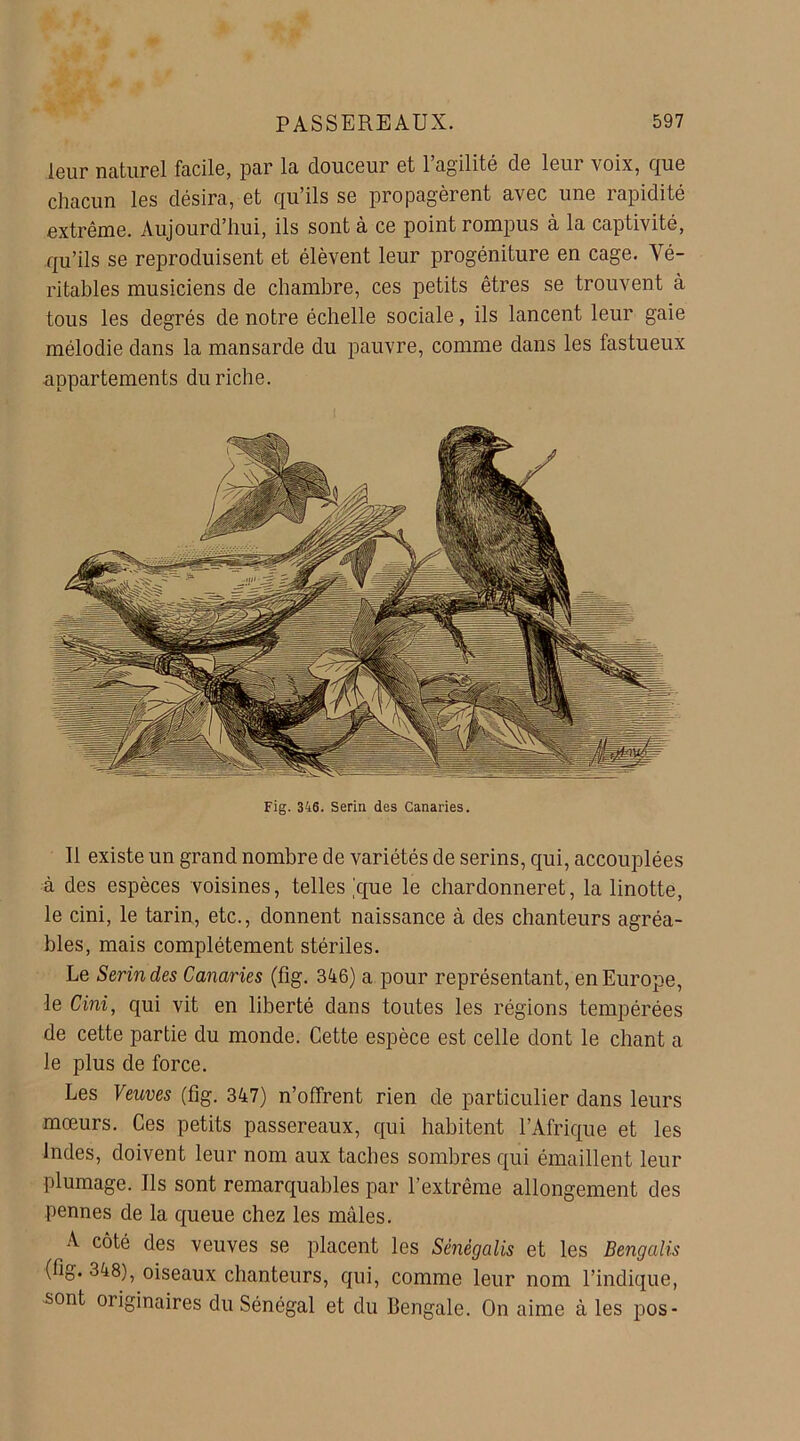 leur naturel facile, par la douceur et l’agilité de leur voix, que chacun les désira, et qu’ils se propagèrent avec une rapidité extrême. Aujourd’hui, ils sont à ce point rompus à la captivité, qu’ils se reproduisent et élèvent leur progéniture en cage. Vé- ritables musiciens de chambre, ces petits êtres se trouvent à tous les degrés de notre échelle sociale, ils lancent leur gaie mélodie dans la mansarde du pauvre, comme dans les fastueux appartements du riche. Fig. 346. Serin des Canaries. Il existe un grand nombre de variétés de serins, qui, accouplées à des espèces voisines, telles 'que le chardonneret, la linotte, le cini, le tarin, etc., donnent naissance à des chanteurs agréa- bles, mais complètement stériles. Le Serin des Canaries (fig. 346) a pour représentant, en Europe, le Cini, qui vit en liberté dans toutes les régions tempérées de cette partie du monde. Cette espèce est celle dont le chant a le plus de force. Les Veuves (fig. 347) n’offrent rien de particulier dans leurs mœurs. Ces petits passereaux, qui habitent l’Afrique et les Indes, doivent leur nom aux taches sombres qui émaillent leur plumage. Ils sont remarquables par l’extrême allongement des pennes de la queue chez les males. A côté des veuves se placent les Sénègalis et les Bengalis (fig. 348), oiseaux chanteurs, qui, comme leur nom l’indique, sont originaires du Sénégal et du Bengale. On aime à les pos-