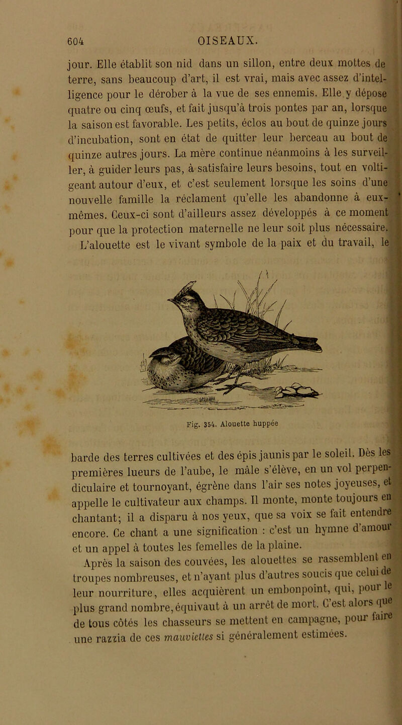 jour. Elle établit son nid dans un sillon, entre deux mottes de terre, sans beaucoup d’art, il est vrai, mais avec assez d’intel- ligence pour le dérober à la vue de ses ennemis. Elle y dépose quatre ou cinq œufs, et fait jusqu’à trois pontes par an, lorsque la saison est favorable. Les petits, éclos au bout de quinze jours d’incubation, sont en état de quitter leur berceau au bout de quinze autres jours. La mère continue néanmoins à les surveil- ler, à guider leurs pas, à satisfaire leurs besoins, tout en volti- geant autour d’eux, et c’est seulement lorsque les soins d’une nouvelle famille la réclament qu’elle les abandonne à eux- mêmes. Ceux-ci sont d’ailleurs assez développés à ce moment pour que la protection maternelle ne leur soit plus nécessaire. L’alouette est le vivant symbole de la paix et du travail, le Fig. 354. Alouette huppée barde des terres cultivées et des épis jaunis par le soleil. Dès les premières lueurs de l’aube, le mâle s’élève, en un vol perpen-l diculaire et tournoyant, égrène dans l’air ses notes joyeuses, et. appelle le cultivateur aux champs. Il monte, monte toujours en chantant; il a disparu à nos yeux, que sa voix se fait entendre encore. Ce chant a une signification : c’est un hymne d’amour et un appel à toutes les femelles de la plaine. Après la saison des couvées, les alouettes se rassemblent en troupes nombreuses, et n’ayant plus d’autres soucis que celui de^ leur nourriture, elles acquièrent un embonpoint, qui, pour le plus grand nombre,équivaut à un arrêt de mort. C est alors que de tous côtés les chasseurs se mettent en campagne, pour faire une razzia de ces mauviettes si généralement estimées.