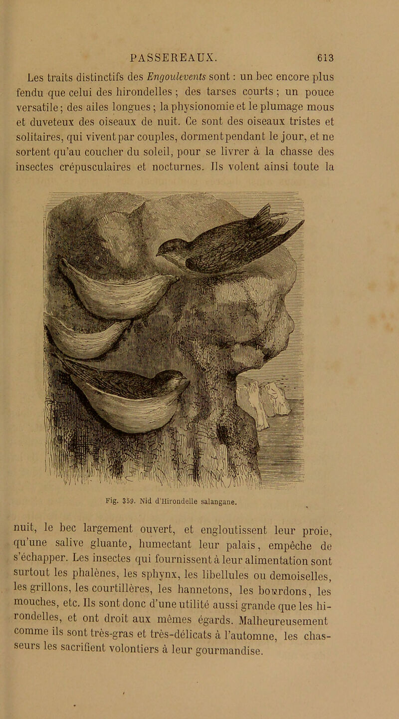 Les traits distinctifs des Engoulevents sont : un bec encore plus fendu que celui des hirondelles ; des tarses courts ; un pouce versatile ; des ailes longues ; la physionomie et le plumage mous et duveteux des oiseaux de nuit. Ce sont des oiseaux tristes et solitaires, qui vivent par couples, dormentpendant le jour, et ne sortent qu’au coucher du soleil, pour se livrer à la chasse des insectes crépusculaires et nocturnes. Ils volent ainsi toute la Fig. 359. Nid d’Hirondelle salangane. nuit, le bec largement ouvert, et engloutissent leur proie, qu une salive gluante, humectant leur palais, empêche de s’échapper. Les insectes qui fournissent à leur alimentation sont surtout les phalènes, les sphynx, les libellules ou demoiselles, les grillons, les courtillères, les hannetons, les bowrdons, les mouches, etc. ils sont donc d’une utilité aussi grande que les hi- rondelles, et ont droit aux mêmes égards. Malheureusement comme ils sont très-gras et très-délicats à l’automne, les chas- seurs les sacrifient volontiers cà leur gourmandise.