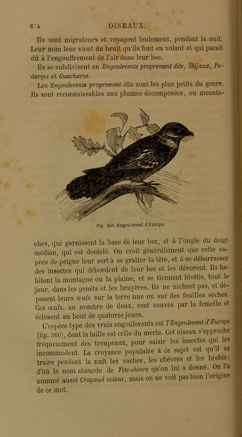 Ils sont migrateurs et voyagent lentement, pendant la nuit. Leur nom leur vient du bruit qu’ils font en volant et qui paraît dû à l’engouffrement de l’air dans leur bec. Us se subdivisent en Engoulevents proprement dits, Ibijaux, Po- darges et Guacharos. Les Engoulevents proprement dits sont les plus petits du genre. Us sont reconnaissables aux plumes décomposées, ou mousta- Fig. 360. Engoulevent d'Europe. ches, qui garnissent la base de leur bec, et à l’ongle du doigt médian, qui est dentelé. On croit généralement que cette es- pèce de peigne leur sert à se gratter la tête, et à se débarrasser des insectes qui débordent de leur bec et les dévorent. Us ha- bitent la montagne ou la plaine, et se tiennent blottis, tout le jour, dans les genêts et les bruyères. Us ne nichent pas, et dé- posent leurs œufs sur la terre nue ou sur des feuilles sèches. Ces œufs, au nombre de deux, sont couvés par la femelle et éclosent au bout de quatorze jours. L’espèce type des vrais engoulevents est Y Engoulevent d Eut ope (lig. 360), dont la taille est celle du merle. Cet oiseau s’approche ' fréquemment des troupeaux, pour saisir les insectes qui les j incommodent. La croyance populaire à ce sujet est qui Na j traire pendant la nuit les vaches, les chèvres et les brebis; d’où le nom absurde de Tètc-chèvre qu’on lui a donne. On la | nommé aussi Crapaud volant ; mais on ne voit pas bien 1 oi Vne de ce mot.