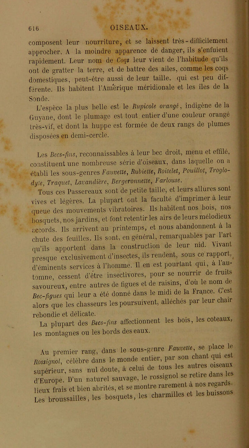 composent leur nourriture, et se laissent très-difficilement approcher. A la moindre apparence de danger, ils s’enfuient rapidement. Leur nom de Coqs leur vient de 1 habitude qu ils ont de gratter la terre, et de battre des ailes, comme les coqs domestiques, peut-être aussi de leur taille, qui est peu dif- férente. Ils habitent l'Amérique méridionale et les îles de la Sonde. L’espèce la plus belle est le Rupicole orangé, indigène de la Guyane, dont le plumage est tout entier d’une couleur orangé très-vif,' et dont la huppe est formée de deux rangs de plumes disposées en demi-cercle. Les Becs-fins, reconnaissables à leur bec droit, menu et effilé, constituent une nombreuse série d’oiseaux, dans laquelle on a établi les sous-genres Fauvette, Rubiette, Roitelet, Pouillot, Troglo- dyte, Traquet, Lavandière, Bergeronnette, Farlouse. Tous ces Passereaux sont de petite taille, et leurs allures sont vives et légères. La plupart ont la faculté d’imprimer à leur queue des mouvements vibratoires. Ils habitent nos bois, nos bosquets, nos jardins, et font retentir les airs de leurs mélodieux accords. Ils arrivent au printemps, et nous abandonnent à la chute des feuilles. Ils sont, en général, remarquables par l’art qu’ils apportent dans la construction de leur nid. Vivant presque exclusivement d’insectes, ils rendent, sous ce rapport, d’éminents services à l’homme. Il en est pourtant qui, a 1 au- tomne, cessent d’être insectivores, pour se nourrir de fruits savoureux, entre autres de figues et de raisins, d’où le nom de Bec-figues qui leur a été donné dans le midi de la Frgnce. G est alors que les chasseurs les poursuivent, alléchés par leur chair rebondie et délicate. , La plupart des Becs-fins affectionnent les bois, les coteaux, les montagnes ou les bords des eaux. Au premier rang, dans le sous-genre Fauvette, se place le Rossignol, célèbre dans le monde entier, par son chant qui est supérieur, sans nul doute, à celui de tous les autres Oise d’Europe. D'un naturel sauvage, le rossignol se retire dans les lieux frais et bien abrités, et se montre rarement a nos regards. Les broussailles, les bosquets, les charmilles et les buissons