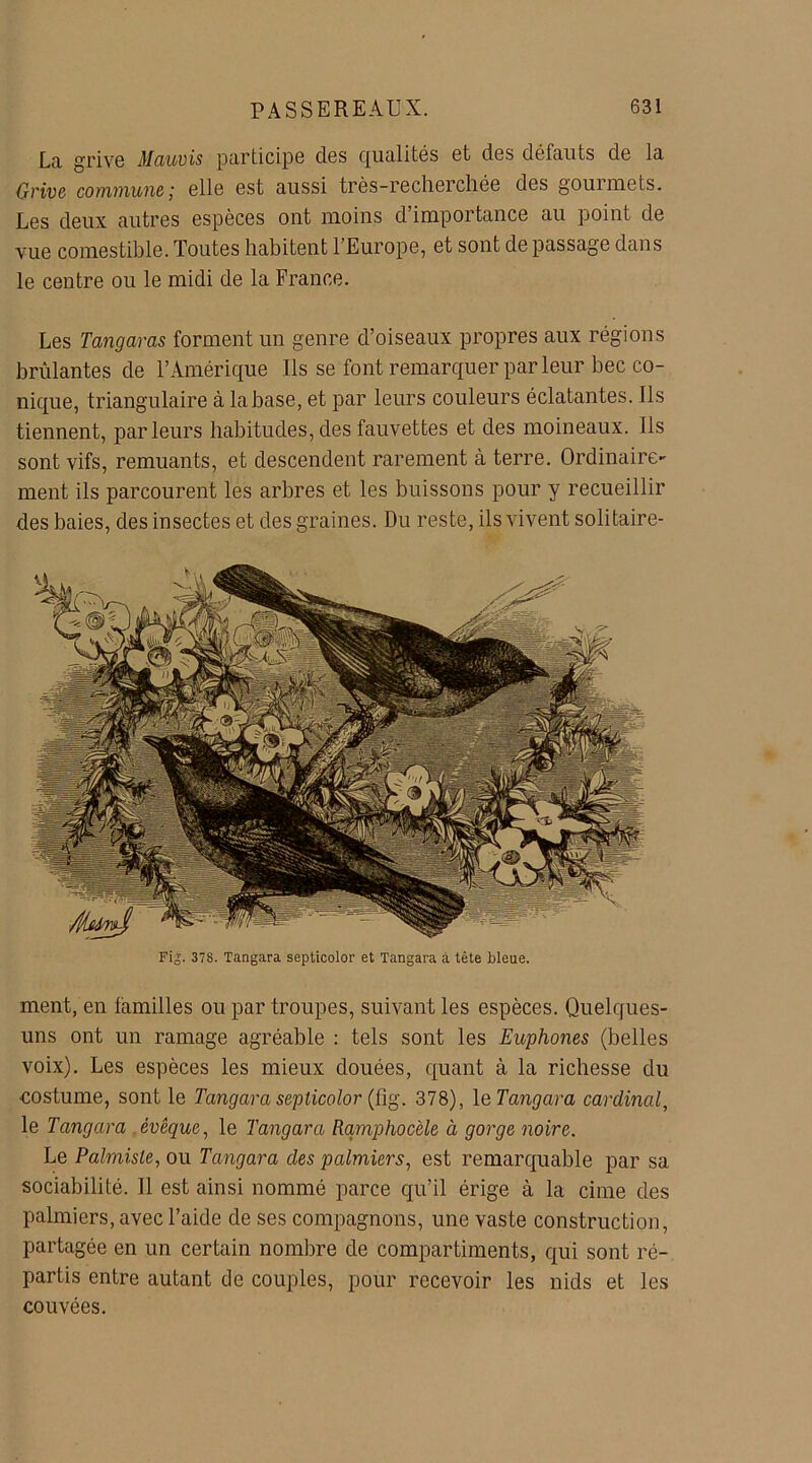 La grive Mauvis participe des qualités et des défauts de la Grive commune ; elle est aussi très-recherchée des gouimets. Les deux autres espèces ont moins d importance au point de vue comestible. Toutes habitent l’Europe, et sont de passage dans le centre ou le midi de la France. Les Tangaras forment un genre d’oiseaux propres aux régions brûlantes de l’Amérique Ils se font remarquer parleur bec co- nique, triangulaire à la base, et par leurs couleurs éclatantes. Ils tiennent, parleurs habitudes, des fauvettes et des moineaux. Ils sont vifs, remuants, et descendent rarement à terre. Ordinaire- ment ils parcourent les arbres et les buissons pour y recueillir des baies, des insectes et des graines. Du reste, ils vivent solitaire- Fig. 378. Tangara septicolor et Tangara à tête bleue. ment, en familles ou par troupes, suivant les espèces. Quelques- uns ont un ramage agréable : tels sont les Euphories (belles voix). Les espèces les mieux douées, quant à la richesse du costume, sont le Tangara septicolor (fîg. 378), le Tangara cardinal, le Tangara évêque, le Tangara Rqmphocèle à gorge noire. Le Palmiste, ou Tangara des palmiers, est remarquable par sa sociabilité. 11 est ainsi nommé parce qu’il érige à la cime des palmiers, avec l’aide de ses compagnons, une vaste construction, partagée en un certain nombre de compartiments, qui sont ré- partis entre autant de couples, pour recevoir les nids et les couvées.