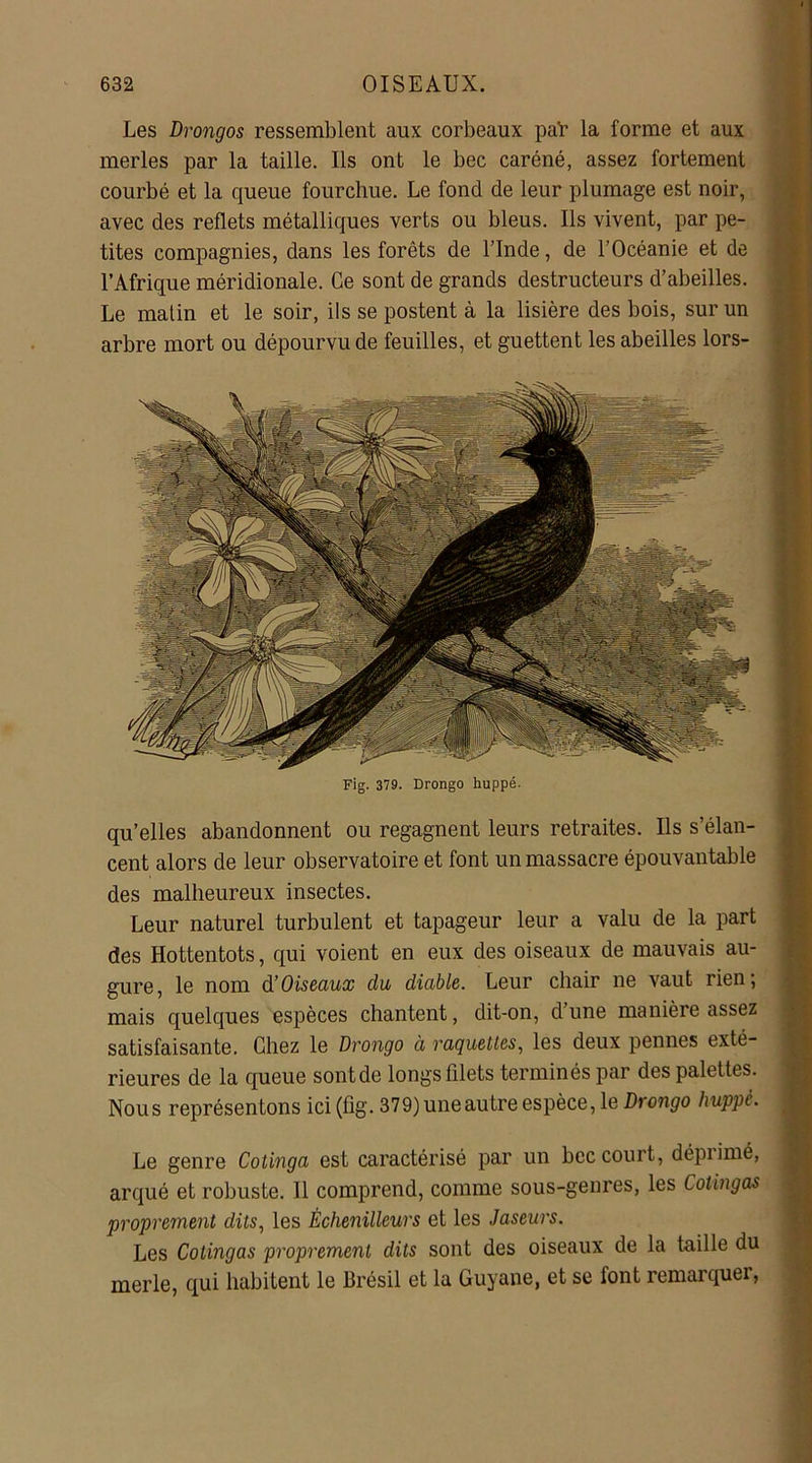 Les Drongos ressemblent aux corbeaux pat la forme et aux merles par la taille. Ils ont le bec caréné, assez fortement courbé et la queue fourchue. Le fond de leur plumage est noir, avec des reflets métalliques verts ou bleus. Ils vivent, par pe- tites compagnies, dans les forêts de l’Inde, de l’Océanie et de l’Afrique méridionale. Ce sont de grands destructeurs d’abeilles. Le matin et le soir, ils se postent à la lisière des bois, sur un arbre mort ou dépourvu de feuilles, et guettent les abeilles lors- Fig. 379. Drongo huppé. qu’elles abandonnent ou regagnent leurs retraites. Ils s’élan- cent alors de leur observatoire et font un massacre épouvantable des malheureux insectes. Leur naturel turbulent et tapageur leur a valu de la part des Hottentots, qui voient en eux des oiseaux de mauvais au- gure, le nom d’Oiseaux du diable. Leur chair ne vaut rien; mais quelques espèces chantent, dit-on, d’une manière assez satisfaisante. Chez le Drongo à raquettes, les deux pennes exté- rieures de la queue sontde longs filets terminés par des palettes. Nous représentons ici (fig. 379) une autre espèce, le Drongo huppé. Le genre Cotinga est caractérisé par un bec court, dépiimé, arqué et robuste. 11 comprend, comme sous-genres, les Cotingas proprement dits, les Èchenilleurs et les Jaseurs. Les Cotingas proprement dits sont des oiseaux de la taille du merle, qui habitent le Brésil et la Guyane, et se font remarquer,