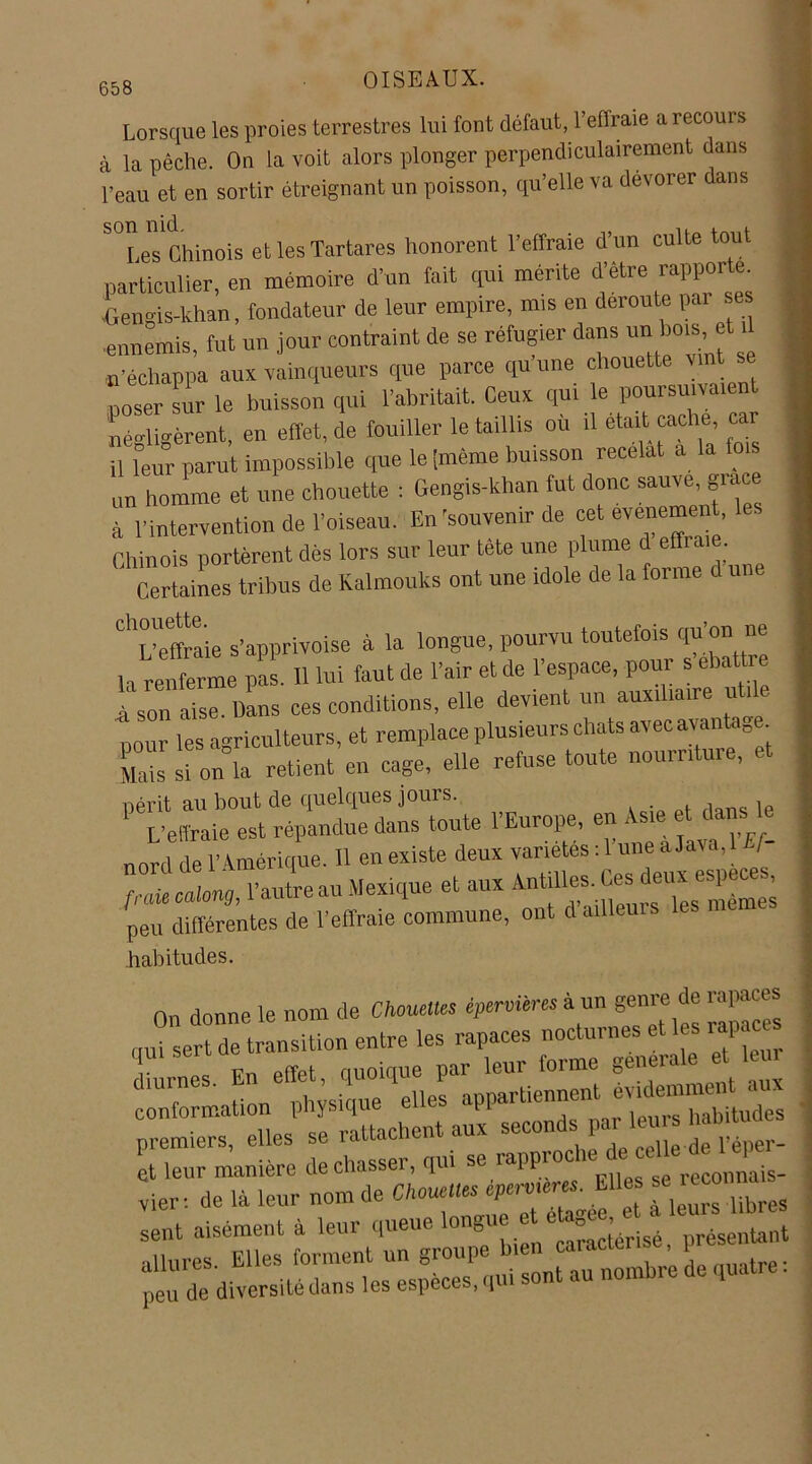 Lorsque les proies terrestres lui font défaut, l’effraie a recours à la pêche. On la voit alors plonger perpendiculairement dans l’eau et en sortir étreignant un poisson, qu’elle va devorer dans S°Les Chinois et les Tartanes honorent l’effraie d’un culte tout particulier, en mémoire d’un tait qui mérite d’être rapporte. .Gengis-khan, fondateur de leur empire, uns en déroulé par ses ■ennemis, tut un jour contraint de se réfugier dans un bois,, et n’échappa aux vainqueurs que parce qu une chouette vint se poser sir le buisson qui l’abritait. Ceux qui le poursuivaient négligèrent, en effet, de fouiller le taillis ou il était cache car I il leur parut impossible que le [même buisson recelât a la fois un homme et une chouette : Gengis-khan fut donc sauve, giace à l’intervention de l’oiseau. En 'souvenir de cet evenement, Chinois portèrent dés lors sur leur tête une plume d effraie “aies tribus de Kalmouks ont une idole de la forme d une j '““effraie s’apprivoise à la longue, pourvu toutefois qu’on ne la renferme pas. 11 lui faut de l’air et de l’espace, pour s ebattre à son aise. Dans ces conditions, elle devient un auxiliaue utile pour les agriculteurs, et remplace plusieurs chats avec avantage. Mais si on la retient en cage, elle refuse toute nourriture, périt au bout de quelques jours. L’etfraie est répandue dans toute 1 Europe, en Asle  nord de l’Amérique. 11 en existe deux variétés : 1 une a Jai a, / fraie calong, l’autre au Mexique et aux peu différentes de l’effraie commune, ont d ailleuis habitudes. On donne le nom de ChoueUes épervières à un genre de rapaces „„i sert de transition entre les rapaces nocturnes et les rapaces Un effet quoique par leur forme generale et leui conformation premiers, elles se rattacnei , i>ÂDer_ et leur manière de chasser, qui se rapprenne reconnais- vieri de là leur nom de Chouctus épemeres. Elles sereco.ma sent aisément à leur queue longue et é^ e^a leu- allures. Elles forment un poupe bn^’e de quatre : peu de diversité dans les especes, qui sont au noi