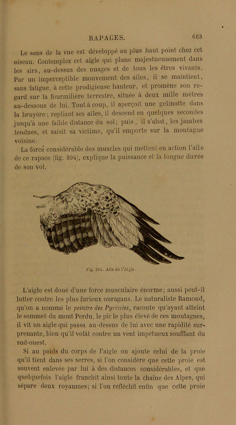 Le sens de la vue est développé au plus haut point chez cet oiseau: Contemplez cet aigle qui plane majestueusement dans les airs, au-dessus des nuages et de tous les êtres vivants. Par un imperceptible mouvement des ailes, il se maintient, sans fatigue, à cette prodigieuse hauteur, et promène son re- gard sur la fourmilière terrestre, située à deux mille mètres au-dessous de lui. Tout à coup, il aperçoit une gelinotte dans la bruyère ; repliant ses ailes, il descend en quelques secondes jusqu’à une faible distance du sol; puis , il s abat, les jambes tendues, et saisit sa victime, qu’il emporte sur la montagne voisine. La forcé considérable des muscles qui mettent en action 1 ail e de ce rapace (fig. 394), explique la puissance et la longue durée de son vol. Fig. 394. Aile de l’Aigle. L’aigle est doué d’une force musculaire énorme; aussi peut-il lutter contre les plus furieux ouragans. Le naturaliste Ramond, qu’on a nommé le peintre des Pyrénées, raconte qu’ayant atteint le sommet du mont Perdu, le pic le plus élevé de ces moutagnes, il vit un aigle qui passa au-dessus de lui avec une rapidité sur- prenante, bien qu’il volât contre un vent impétueux soufflant du sud-ouest. Si au poids du corps de l’aigle on ajoute celui de la proie qu’il tient dans ses serres, si l’on considère que cette proie est souvent enlevée par lui à des distances considérables, et que quelquefois l’aigle franchit ainsi toute la chaîne des Alpes, qui sépare deux royaumes; si l’on réfléchit enfin que cette proie