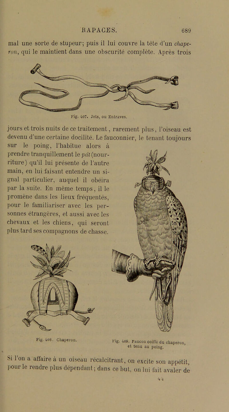 mal une sorte de stupeur; puis il lui couvre la tète d’un chape- ron, qui le maintient dans une obscurité complète. Après trois Fig. 407. Jets, ou Entraves. jours et trois nuits de ce traitement, rarement plus, l’oiseau est devenu d’une certaine docilité. Le fauconnier, le tenant toujours sur le poing, l’habitue alors à prendre tranquillement le pat (nour- riture) qu’il lui présente de l’autre main, en lui faisant entendre un si- gnal particulier, auquel il obéira par la suite. En même temps, il le promène dans les lieux fréquentés, pour le familiariser avec les per- sonnes étrangères, et aussi avec les chevaux et les chiens, qui seront plus tard ses compagnons de chasse. Fig. 408. Chaperon. rig. /îuy. raueon coille du et tenu au poing. Si 1 on a allaire à un oiseau récalcitrant, on excite son appétit, pour le rendre plus dépendant ; dans ce but, on lui lait avaler de