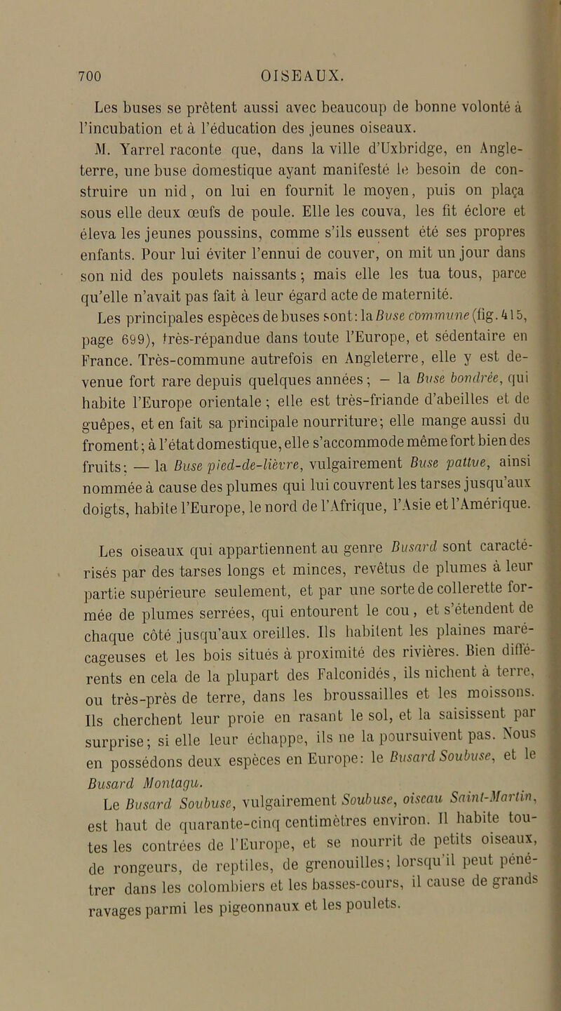 Les buses se prêtent aussi avec beaucoup de bonne volonté à l’incubation et à l’éducation des jeunes oiseaux. M. Yarrel raconte que, dans la ville d’Uxbridge, en Angle- terre, une buse domestique ayant manifesté le besoin de con- struire un nid, on lui en fournit le moyen, puis on plaça sous elle deux œufs de poule. Elle les couva, les fit éclore et éleva les jeunes poussins, comme s’ils eussent été ses propres enfants. Pour lui éviter l’ennui de couver, on mit un jour dans son nid des poulets naissants ; mais elle les tua tous, parce qu’elle n’avait pas fait à leur égard acte de maternité. Les principales espèces de buses sont: la Base commune (tig.klb, page 699), très-répandue dans toute l’Europe, et sédentaire en France. Très-commune autrefois en Angleterre, elle y est de- venue fort rare depuis quelques années; - la Buse bovdrêe, qui habite l’Europe orientale ; elle est très-friande d’abeilles et de guêpes, et en fait sa principale nourriture; elle mange aussi du froment ; à l’état domestique, elle s’accommode même fort bien des fruits; — la Buse pied-de-lièvre, vulgairement Buse pattue, ainsi nommée à cause des plumes qui lui couvrent les tarses jusqu’aux doigts, habile l’Europe, le nord de l’Afrique, l’Asie et l’Amérique. Les oiseaux qui appartiennent au genre Busard sont caracté- risés par des tarses longs et minces, revêtus de plumes à leur partie supérieure seulement, et par une sorte de collerette for- mée de plumes serrées, qui entourent le cou, et s’étendent de chaque côté jusqu’aux oreilles. Us habitent les plaines maré- cageuses et les bois situés à proximité des rivières. Bien diflé- rents en cela de la plupart des Falconidés, ils nichent à terre, ou très-près de terre, dans les broussailles et les moissons. Ils cherchent leur proie en rasant le sol, et la saisissent par surprise ; si elle leur échappe, ils ne la poursuivent pas. Nous en possédons deux espèces en Europe: le Busard Soubuse, et le Busard Montagu. Le Busard Soubuse, vulgairement Soubuse, oiseau Saint-Martin, est haut de quarante-cinq centimètres environ. Il habite tou- tes les contrées de l’Europe, et se nourrit de petits oiseaux, de rongeurs, de reptiles, de grenouilles; lorsqu il peut péné- trer dans les colombiers et les basses-cours, il cause de grands ravages parmi les pigeonnaux et les poulets.