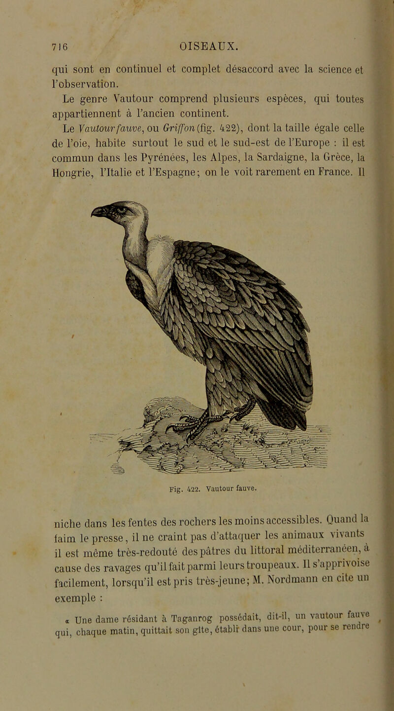 qui sont en continuel et complet désaccord avec la science et l’observation. Le genre Vautour comprend plusieurs espèces, qui toutes appartiennent à l’ancien continent. Le Vautour fauve, ou Griffon (ûg. 422), dont la taille égale celle de l’oie, habite surtout le sud et le sud-est de l’Europe : il est commun dans les Pyrénées, les Alpes, la Sardaigne, la Grèce, la Hongrie, l’Italie et l’Espagne; on le voit rarement en France. Il Fig. 422. Vautour fauve. niche dans les fentes des rochers les moins accessibles. Quand la laim le presse, il ne craint pas d’attaquer les animaux vivants il est même très-redouté des pâtres du littoral méditerranéen, à cause des ravages qu’il fait parmi leurs troupeaux. Il s apprivoise facilement, lorsqu’il est pris très-jeune; M. Nordmann en cite un exemple : a Une dame résidant à Taganrog possédait, dit-il, un vautour famé qui, chaque matin, quittait son gite, établi dans une cour, pour se rendre