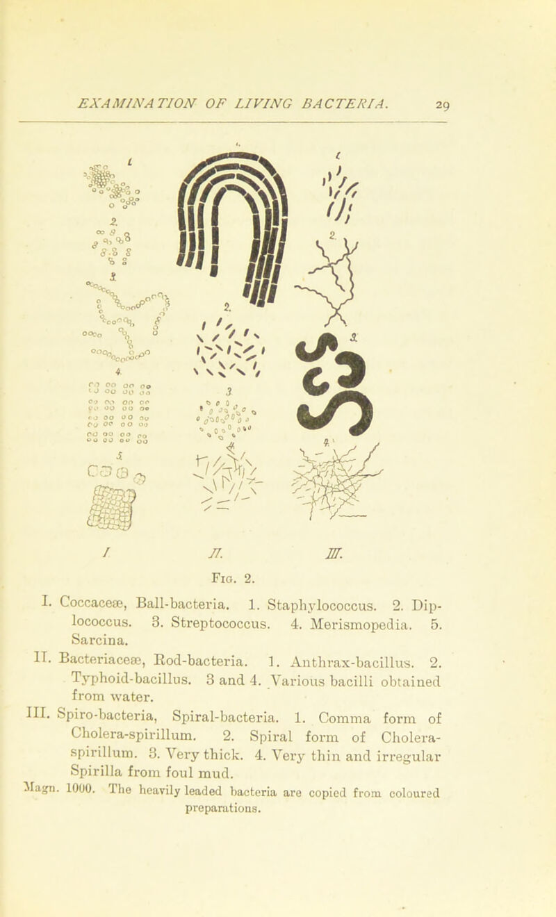 I J7. M. Fio. 2. I. Coccaceee, Ball-bacteria. 1. Staphjdococcus. 2. Dip- lococcus. 3. Streptococcus. 4. Merismopedia. 5. Sarcina. IT. Bacteriaceaj, Rod-bacteria. 1. Anthrax-bacillus. 2. T3’phoid-bacillns. 3 and 4. Various bacilli obtained from water. III. Spiro-bacteria, Spiral-bacteria. 1. Comma form of Cholera-spirillum. 2. Spiral form of Cholera- .spirülum. 3. Vei’y thick. 4. Very thin and irregulär Spirilla from foul mud. Magn. lOüO. The heavily leaded baoteria aro copied from coloured preparations.