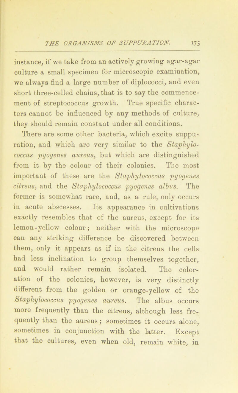 iiistance, if we take from an actively growing agar-agar culture a small specimen for microscopic examination, we always ßnd a lai’ge number of diplococci, and even short three-celled chains, that is to say the commence- ment of Streptococcus growth. True specific charac- ters canuot be infiuenced by any methods of culture, they should remain constant under all conditions. There are some otlier bacteria, wliich excite suppu- ration, and wliicb are very siinilar to the Staphylo- coccus pyogenes aureus, but which are distinguished from it by the colour of their colonies. The most important of these are the Staphylococcus pyogenes citreus, and the Staphylococcus pyogenes albus. The former is somewhat rare, and, as a rule, only occurs in acute abscesses. Its appearance in cultivations exactly resembles that of the aureus, except for its lemon-yellow colour; neither with the microscope can any strikiug difference be discovered between them, only it appears as if in the citreus the cells had less inclination to group themselves togetber, and would rather remain isolated. The color- ation of the colonies, however, is very distinctly different from the golden or orange-yellow of the Staphylococcus pyogenes aureus. The albus occurs more frequently than the citreus, although less fre- quently thau the aureus; soraetimes it occurs alone, sometimes in conjunction with the latter. Except that the cultures, even when old, remain white, in