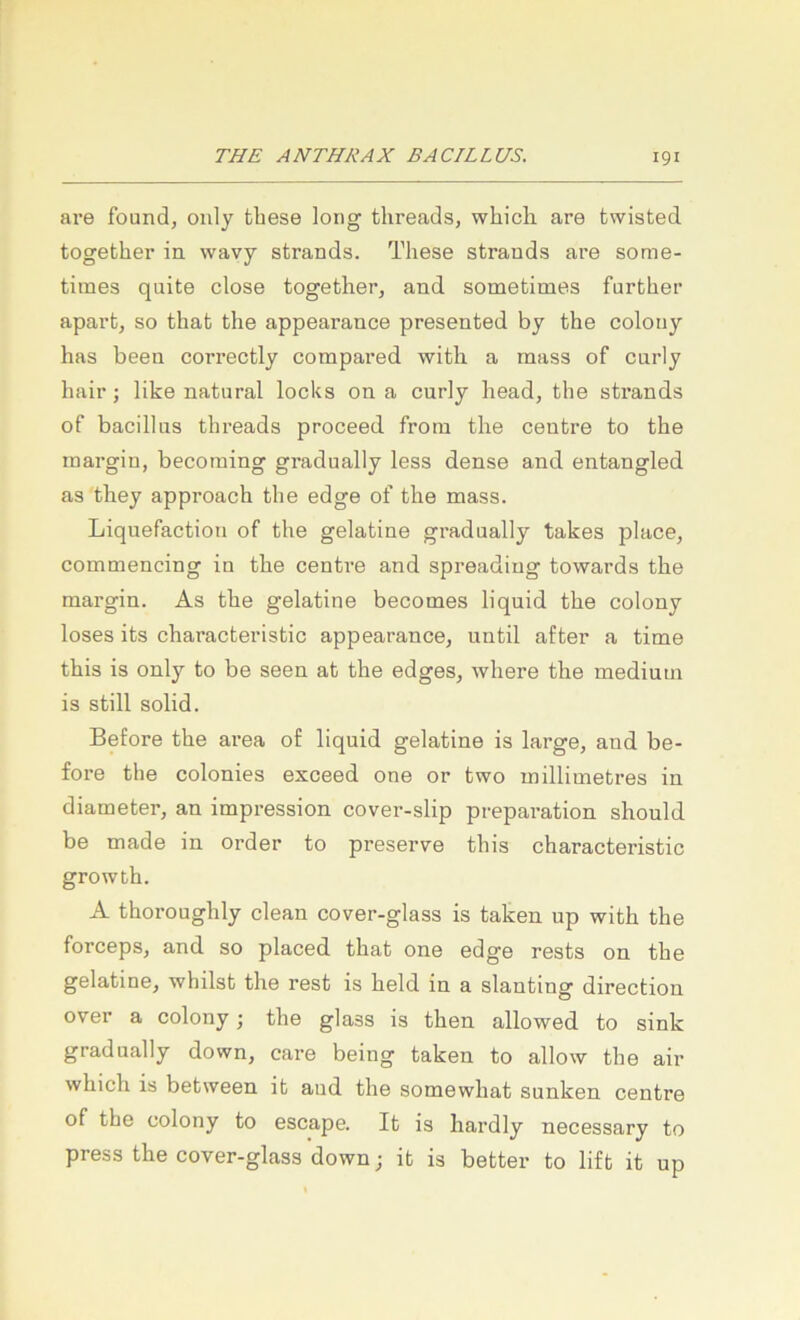 are found, ouly tbese long threads, whicli are twisted together ia wavy strands. These Strands are some- times quite close together, and sometimes further apart, so that the appeai’ance presented by the colony has been correctly compared with a mass of early hair; like natural locks on a curly head, the sti’ands of bacillus threads proceed from the centre to the inargin, becoining gradually less dense and entangled as they approach the edge of the mass. Liquefaction of the gelatine gradually takes place, commencing in the centre and spreadiug towards the margin. As the gelatine becomes liquid the colony loses its characteristic appearance, until after a time this is only to be seen at the edges, where the medium is still solid. Before the area of liquid gelatine is large, and be- fore the colonies exceed one or two millimetres in diameter, an Impression cover-slip preparation should be made in Order to preserve this characteristic growth. A thoroughly clean cover-glass is taken up with the forceps, and so placed that one edge rests on the gelatine, whilst the rest is held in a slanting direction over a colony; the glass is then allowed to sink gradually down, care being taken to allow the air which is between it and the somewhat sanken centre of the colony to escape. It is hardly necessary to press the cover-glass down; it is better to lift it up