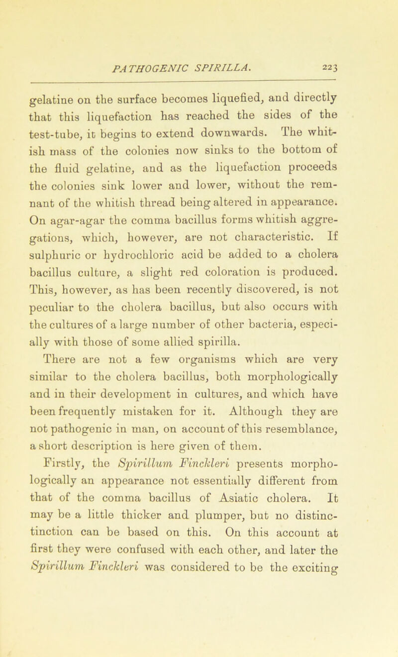 gelatine on the surface becomes liquefied, and directly that this liquefaction bas reached tbe sides of the test-tube, it begins to extend downwards. The whit- ish mass of the colonies now sinks to the bottom of the fluid gelatine, and as the liquefaction proceeds the colonies sink lower and lower, without the rem- nant of the whitish thread being altered in appearance. On agar-agar the comma bacillus forms whitish aggre- gations, which, however, are not characteristic. I£ snlphuric or hydrochloric acid be added to a cholera bacillus culture, a slight red coloration is produced. This, however, as has been recently discovered, is not peculiar to the cholera bacillus, but also occurs with the cultures of a large number of other bacteria, especi- ally with those of some allied spirilla. There are not a few organisms which are very similar to the cholera bacillus, both morphologically and in their development in cultures, and which have been frequently mistaken for it. Although they are not pathogenic in man, on account of this resemblance, a short description is here given of them. Firstly, the Spirillum Finchleri presents morpho- logically an appearance not essentially different from that of the comma bacillus of Asiatio cholera. It may be a little thicker and plumper, but no distinc- tinction can be based on this. On this account at first they were confused with each other, and later the Spirillum Finckleri was considered to be the exciting