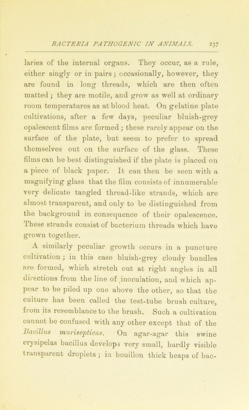 laries of the internal Organs. They occur, as a rnle, either singly or in pairs; occasionally, however, they are found in long threads, which are then ofteu matted; they are motile, and grow as well at ordinary room temperatures as atblood heat. On gelatine plate cultivations, after a few days, peculiar bluish-grey opalescent films are formed ; these rarely appear on the surface of the plate, but seeni to prefer to spread themselves out on the surface of the glass. These films can be best distinguished if the plate is placed on a piece of black paper. It can then be seen with a maguifying glass that the film consists of innumerable very delicate tangled thread-like strands, which are almost transparent, and only to be distinguished from the background in consequence of their opalescence. These strands consist of bacterium threads which have grown together. A similarly peculiar growth occurs in a puncture cnltivation ; in this case bluish-grey cloudy bundles are formed, which stretch out at right angles in all directions from the line of pnoculation, and which ap- pear to be piled up one above the other, so that the culture has been called the test-tube brush culture, from its resernblance to the brush. Such a cultivation cannot be confused with any other except that of the hacillus murisepticus. On agar-agar this swine erysipelas bacillus develops very small, hardly visible transparent droplets ; in bouillon thick heaps of bac-