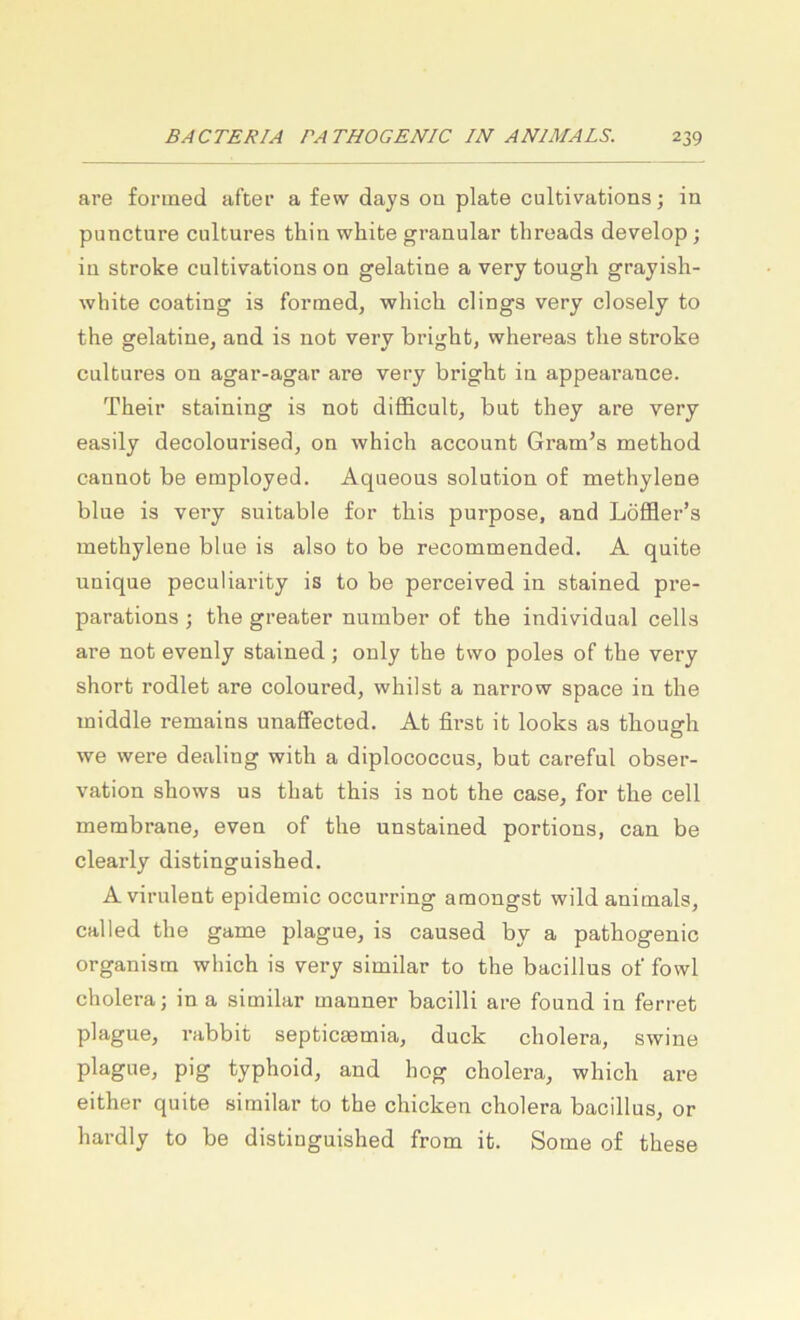 are forined after a few days ou plate cultivations; in puncture cultures thin white granulär threads develop; in stroke culbivations on gelatine a very tough grayish- white Coating is fornied, which clings very dosely to the gelatine, and is not very bright, whereas the stroke cultures on agar-agar are very bright in appearance. Their staining is not diflficult, but they are very easily decolourised, on which account Gram’s method cannot be employed. Aqueous solution of methylene blue is very suitable £or this purpose, and Löffler’s methylene blue is also to be recommended. A quite unique peculiarity is to be perceived in stained pre- parations ; the greater number o£ the individual cells are not evenly stained ; only the two poles of the very short rodlet are coloured, whilst a narrow space in the middle remains unaffected. At first ib looks as though we were dealing with a diplococcus, but careful obser- vation shows us that this is not the case, for the cell membrane, even of the unstained portions, can be clearly distinguished. A virulent epidemic occurring amongst wild animals, calied the game plague, is caused by a pathogenic organisra which is very similar to the bacillus of fowl Cholera; in a similar manner bacilli are found in ferret plague, rabbit septicEemia, duck cholera, swine plague, pig typhoid, and hog cholera, which are either quite similar to the ducken cholera bacillus, or hardly to be distinguished from it. Some o£ these