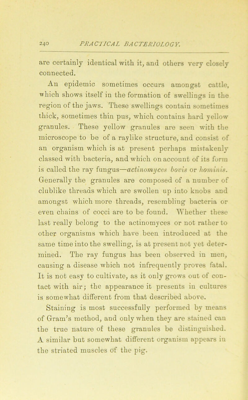 are certainly identical with it, and othera very closely connected. An epidemic sometimes occurs amongst cattle, which shows itself in the fovmation o£ swellings in the region of the jaws. These swellings contain sometimes thick, sometimes thin pus^ which contains hard yellow granulös. These yellow granulös are seen with the microscope to be of a raylike structure, and consist of an organism which is at present perhaps mistakenly classed with bacteria^ and which onaccount of its form is called the ray fungus—actinomyces bovis or hominis. Generally the granulös are composed of a number of clublike threads which are swollen up into knobs and amongst which more threads, reserabling bacteria or even chains of cocci are to be found. Whether these last really belong to the actinomyces or not rather to other organisms which have been introduced at the same time into the swelling, is at present not yet deter- mined. The ray fungus has been observed in men, causing a disease which not infrequently proves fatal. It is not easy to cultivate, as it ouly grows out of con- tact with air j the appearance it presents iu cultures is somewhat different from that described above. Staining is most successfully perforraed by means of Gram’s method, aud ouly when they are staiued cau the true nature of these granulös be distinguished. A similar but somewhat different organism appears iu the striated muscles of the pig.