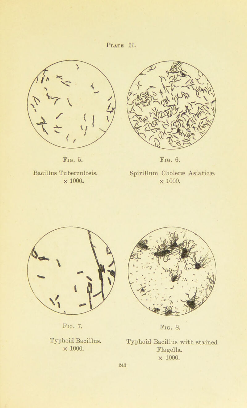 Bacillus Tuberculosis. X 1000. Spirillum Cholerse Asiaticse. X 1000. Typhoid Bacillus with stained Flagella. X 1000. Typhoid Bacillus. X 1000.