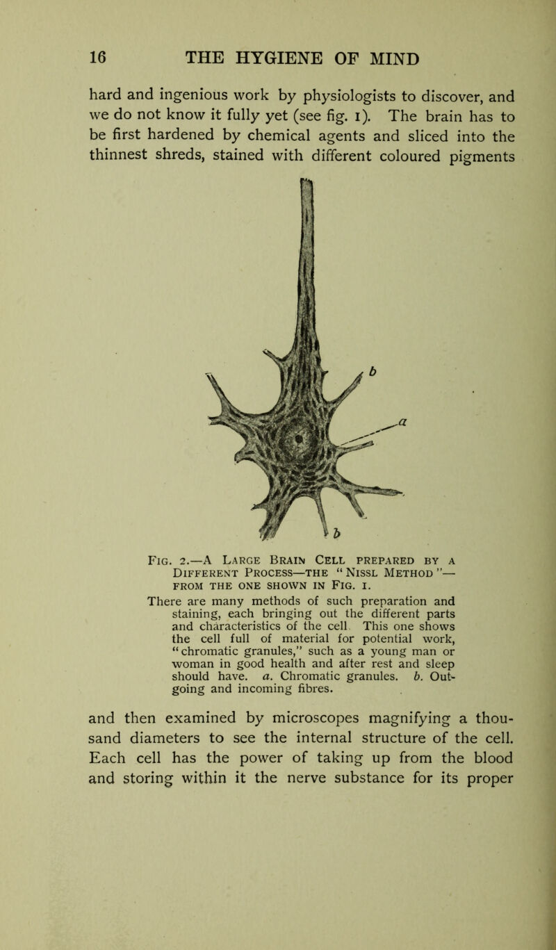 hard and ingenious work by physiologists to discover, and we do not know it fully yet (see fig. i). The brain has to be first hardened by chemical agents and sliced into the thinnest shreds, stained with different coloured pigments Fig. 2.—a Large Brain Cell prepared by a Different Process—the “ Nissl Method ”— FROM the one shown IN FiG. I. There are many methods of such preparation and staining, each bringing out the different parts and characteristics of the cell This one shows the cell full of material for potential work, “chromatic granules,” such as a young man or woman in good health and after rest and sleep should have. a. Chromatic granules, b. Out- going and incoming fibres. and then examined by microscopes magnifying a thou- sand diameters to see the internal structure of the cell. Each cell has the power of taking up from the blood and storing within it the nerve substance for its proper