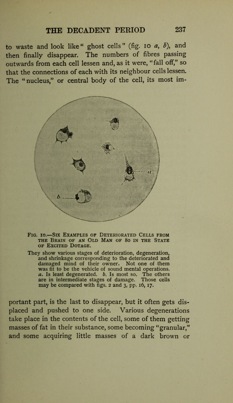 to waste and look like“ ghost cells” (fig. lo 3), and then finally disappear. The numbers of fibres passing outwards from each cell lessen and, as it were, “ fall off,” so that the connections of each with its neighbour cells lessen. The “nucleus,” or central body of the cell, its most im- Fig. 10.—Six Examples of Deteriorated Cells from THE Brain of an Old Man of 8o in the State OF Excited Dotage. They show various stages of deterioration, degeneration, and shrinkage corresponding to the deteriorated and damaged mind of their owner. Not one of them was fit to be the vehicle of sound mental operations. a. Is least degenerated, b. Is most so. The others are in intermediate stages of damage. Those cells may be compared with figs. 2 and 3, pp. 16, 17. portant part, is the last to disappear, but it often gets dis- placed and pushed to one side. Various degenerations take place in the contents of the cell, some of them getting masses of fat in their substance, some becoming “granular,” and some acquiring little masses of a dark brown or