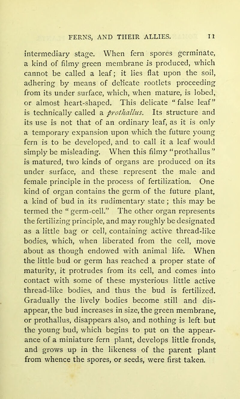 intermediary stage. When fern spores germinate, a kind of filmy green membrane is produced, which cannot be called a leaf; it lies flat upon the soil, adhering by means of delicate rootlets proceeding from its under surface, which, when mature, is lobed, or almost heart-shaped. This delicate “false leaf” is technically called a prothallus. Its structure and its use is not that of an ordinary leaf, as it is only a temporary expansion upon which the future young fern is to be developed, and to call it a leaf would simply be misleading. When this filmy “prothallus ” is matured, two kinds of organs are produced on its under surface, and these represent the male and female principle in the process of fertilization. One kind of organ contains the germ of the future plant, a kind of bud in its rudimentary state ; this may be termed the “ germ-cell.” The other organ represents the fertilizing principle, and may roughly be designated as a little bag or cell, containing active thread-like bodies, which, when liberated from the cell, move about as though endowed with animal life. When the little bud or germ has reached a proper state of maturity, it protrudes from its cell, and comes into contact with some of these mysterious little active thread-like bodies, and thus the bud is fertilized. Gradually the lively bodies become still and dis- appear, the bud increases in size, the green membrane, or prothallus, disappears also, and nothing is left but the young bud, which begins to put on the appear- ance of a miniature fern plant, develops little fronds, and grows up in the likeness of the parent plant from whence the spores, or seeds, were first taken.
