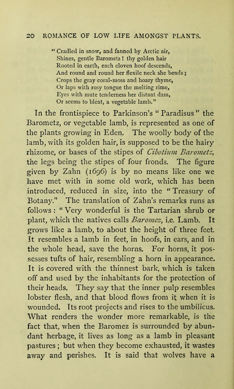 “ Cradled in snow, and fanned by Arctic air, Shines, gentle Barometz ! tliy golden hair Rooted in earth, each cloven hoof descends, And round and round her flexile neck she bends; Crops the gray coral-moss and hoary thyme, Or laps with rosy tongue the melting rime, Eyes with mute tenderness her distant dam, Or seems to bleat, a vegetable lamb.” In the frontispiece to Parkinson’s “ Paradisus ” the Barometz, or vegetable lamb, is represented as one of the plants growing in Eden. The woolly body of the lamb, with its golden hair, is supposed to be the hairy rhizome, or bases of the stipes of Cibotium Barometz, the legs being the stipes of four fronds. The figure given by Zahn (1696) is by no means like one we have met with in some old work, which has been introduced, reduced in size, into the “Treasury of Botany.” The translation of Zahn’s remarks runs as follows: “Very wonderful is the Tartarian shrub or plant, which the natives calls Baromez, i.e. Lamb. It grows like a lamb, to about the height of three feet. It resembles a lamb in feet, in hoofs, in ears, and in the whole head, save the horns. For horns, it pos- sesses tufts of hair, resembling a horn in appearance. It is covered with the thinnest bark, which is taken off and used by the inhabitants for the protection of their heads. They say that the inner pulp resembles lobster flesh, and that blood flows from it when it is wounded. Its root projects and rises to the umbilicus. What renders the wonder more remarkable, is the fact that, when the Baromez is surrounded by abun- dant herbage, it lives as long as a lamb in pleasant pastures ; but when they become exhausted, it wastes away and perishes. It is said that wolves have a