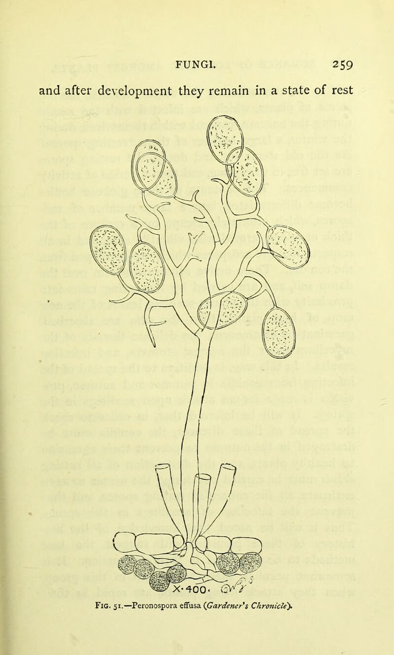 and after development they remain in a state of rest