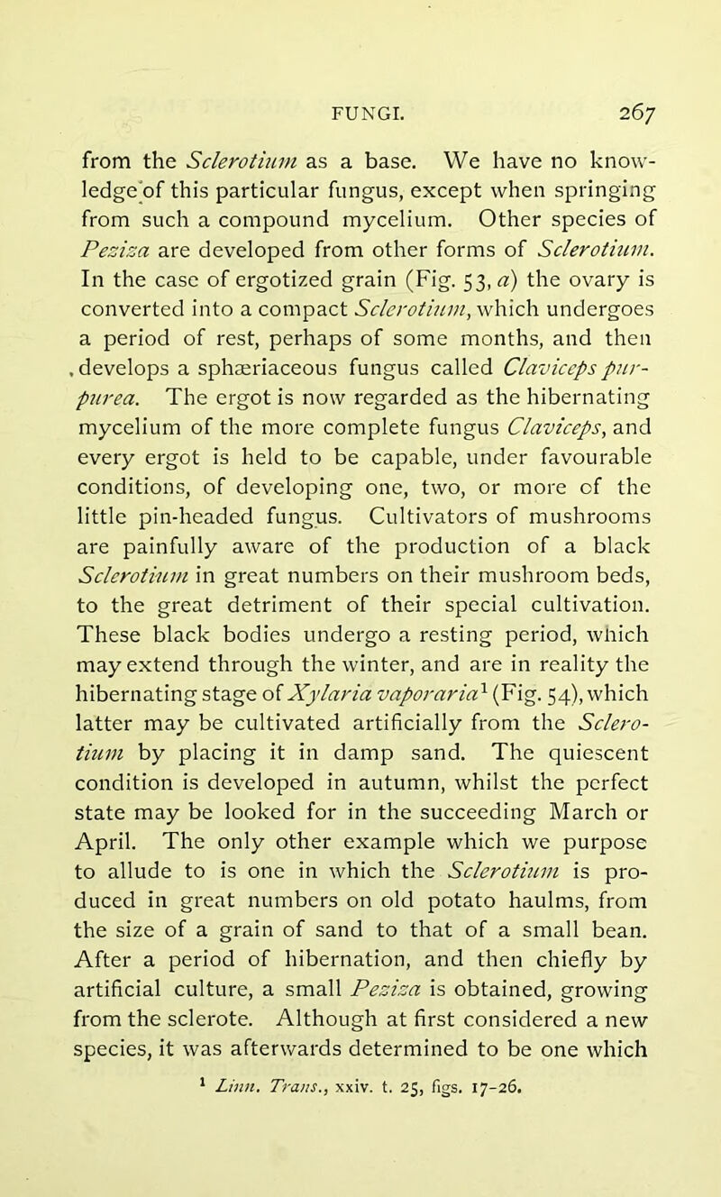 from the Sclerotium as a base. We have no know- ledge of this particular fungus, except when springing from such a compound mycelium. Other species of Peziza are developed from other forms of Sclerotium. In the case of ergotized grain (Fig. 53, a) the ovary is converted into a compact Sclerotium, which undergoes a period of rest, perhaps of some months, and then .develops a sphaeriaceous fungus called Clavicepspur- purea. The ergot is now regarded as the hibernating mycelium of the more complete fungus Claviceps, and every ergot is held to be capable, under favourable conditions, of developing one, two, or more of the little pin-headed fungus. Cultivators of mushrooms are painfully aware of the production of a black Sclerotium in great numbers on their mushroom beds, to the great detriment of their special cultivation. These black bodies undergo a resting period, which may extend through the winter, and are in reality the hibernating stage of Xylaria vaporaria1 (Fig. 54), which latter may be cultivated artificially from the Sclero- tium by placing it in damp sand. The quiescent condition is developed in autumn, whilst the perfect state may be looked for in the succeeding March or April. The only other example which we purpose to allude to is one in which the Sclerotium is pro- duced in great numbers on old potato haulms, from the size of a grain of sand to that of a small bean. After a period of hibernation, and then chiefly by artificial culture, a small Peziza is obtained, growing from the sclerote. Although at first considered a new species, it was afterwards determined to be one which 1 Linn. Trans., xxiv. t. 25, figs. 17-26.