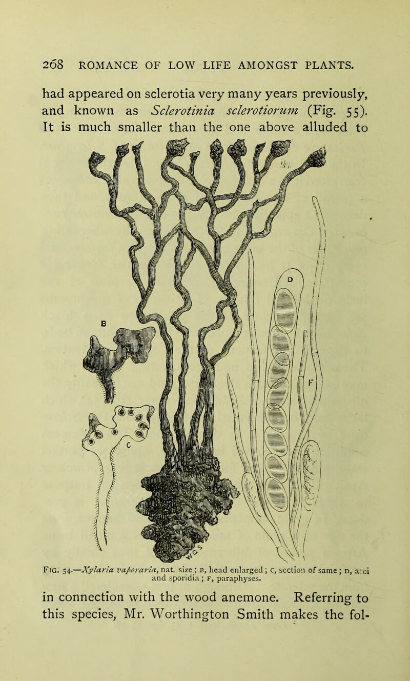 had appeared on sclerotia very many years previously, and known as Sclerotinia sclerotiorum (Fig. 55). It is much smaller than the one above alluded to Fig. 54-—Xylaria vaporaria, nat. size; b, head enlarged ; c, section of same ; d, a: ci and sporidia ; f, paraphyses. in connection with the wood anemone. Referring to this species, Mr. Worthington Smith makes the fol-