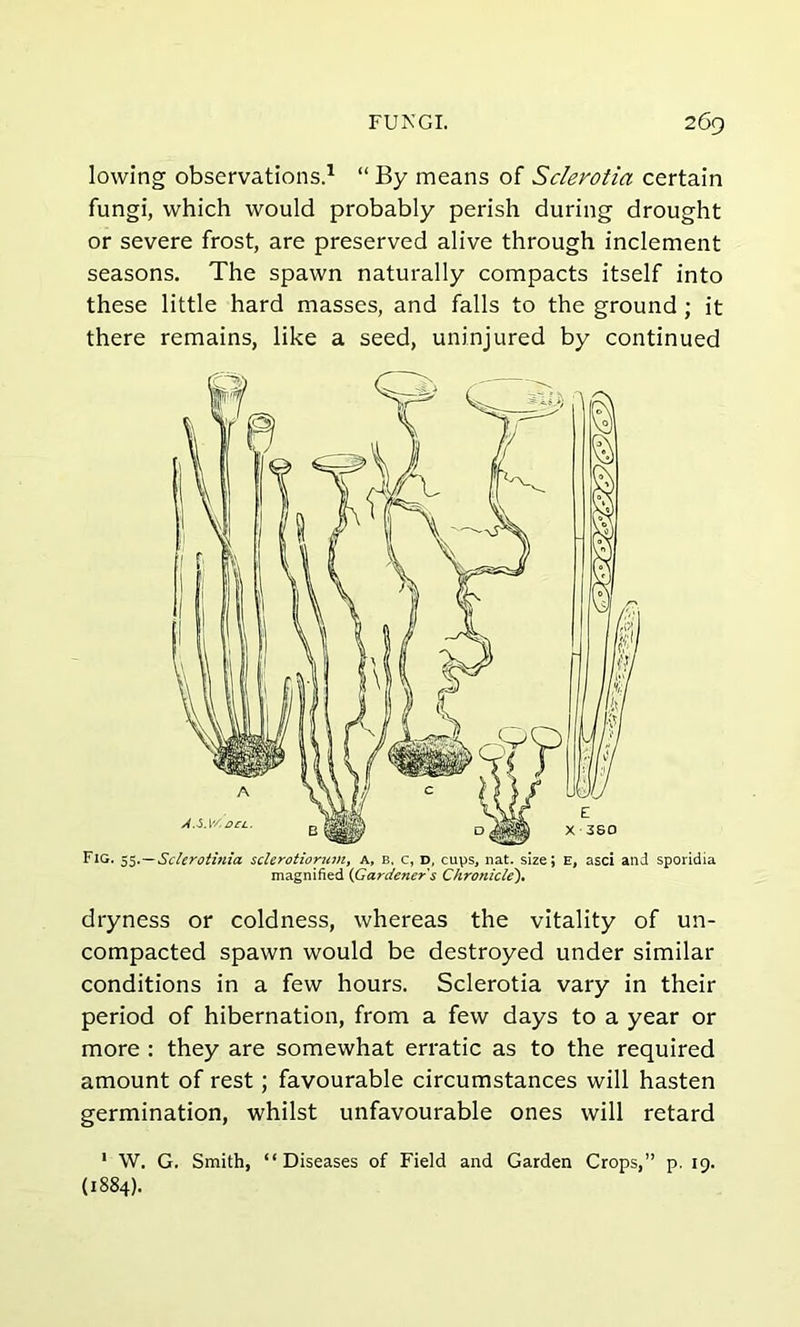 lowing observations.1 “ By means of Sclerotia certain fungi, which would probably perish during drought or severe frost, are preserved alive through inclement seasons. The spawn naturally compacts itself into these little hard masses, and falls to the ground ; it there remains, like a seed, uninjured by continued dryness or coldness, whereas the vitality of un- compacted spawn would be destroyed under similar conditions in a few hours. Sclerotia vary in their period of hibernation, from a few days to a year or more : they are somewhat erratic as to the required amount of rest; favourable circumstances will hasten germination, whilst unfavourable ones will retard 1 W. G. Smith, “Diseases of Field and Garden Crops,” p. 19. (1884).