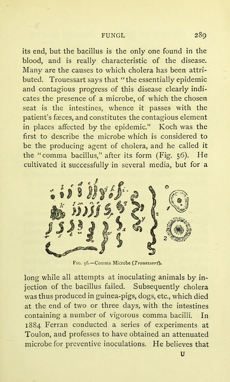 its end, but the bacillus is the only one found in the blood, and is really characteristic of the disease. Many are the causes to which cholera has been attri- buted. Trouessart says that “ the essentially epidemic and contagious progress of this disease clearly indi- cates the presence of a microbe, of which the chosen seat is the intestines, whence it passes with the patient’s faeces, and constitutes the contagious element in places affected by the epidemic.” Koch was the first to describe the microbe which is considered to be the producing agent of cholera, and he called it the “comma bacillus,” after its form (Fig. 56). He cultivated it successfully in several media, but for a Fig. 56.—Comma Microbe (Trouessart). long while all attempts at inoculating animals by in- jection of the bacillus failed. Subsequently cholera was thus produced in guinea-pigs, dogs, etc., which died at the end of two or three days, with the intestines containing a number of vigorous comma bacilli. In 1884 Ferran conducted a series of experiments at Toulon, and professes to have obtained an attenuated microbe for preventive inoculations. He believes that U