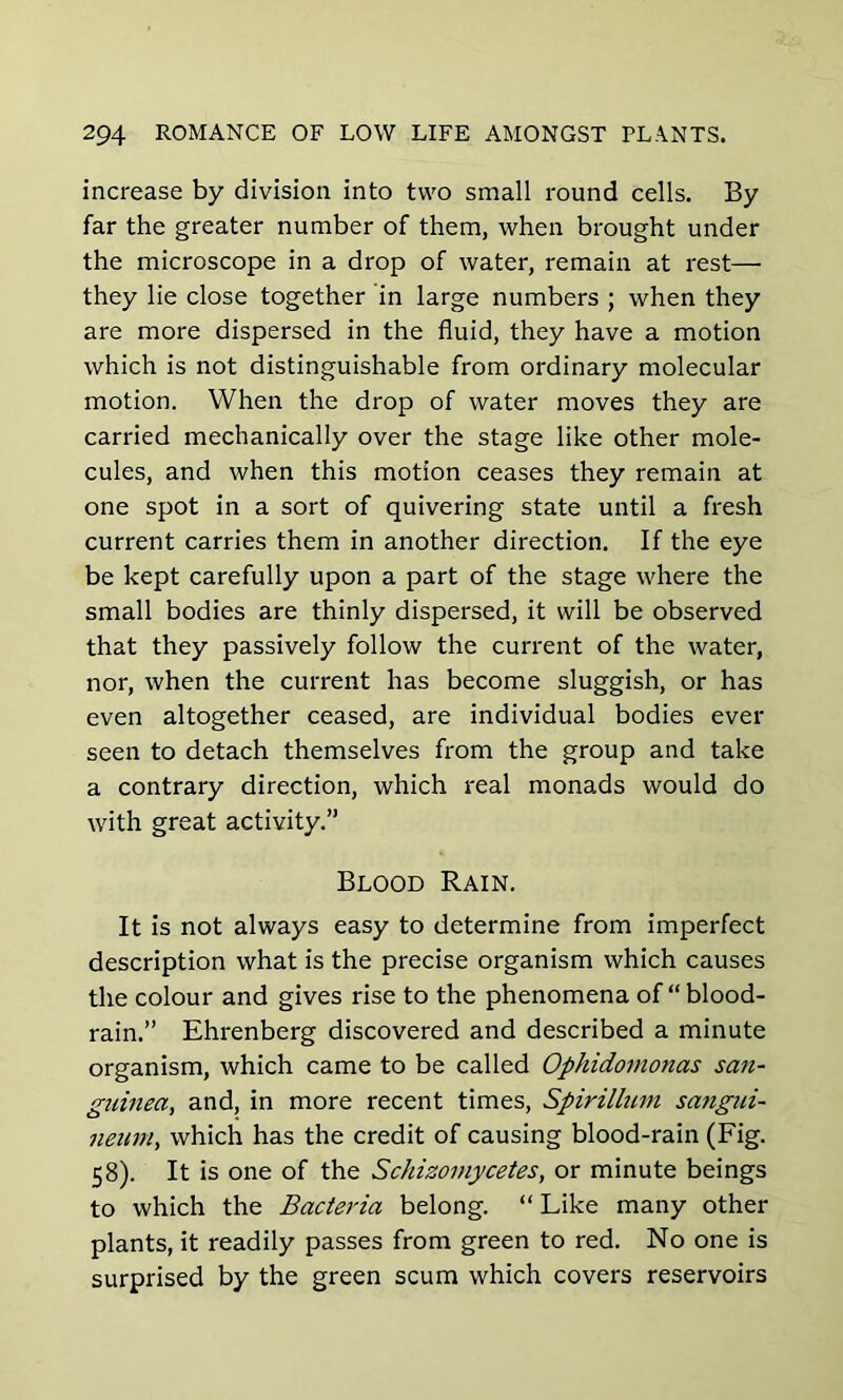 increase by division into two small round cells. By far the greater number of them, when brought under the microscope in a drop of water, remain at rest— they lie close together in large numbers ; when they are more dispersed in the fluid, they have a motion which is not distinguishable from ordinary molecular motion. When the drop of water moves they are carried mechanically over the stage like other mole- cules, and when this motion ceases they remain at one spot in a sort of quivering state until a fresh current carries them in another direction. If the eye be kept carefully upon a part of the stage where the small bodies are thinly dispersed, it will be observed that they passively follow the current of the water, nor, when the current has become sluggish, or has even altogether ceased, are individual bodies ever seen to detach themselves from the group and take a contrary direction, which real monads would do with great activity.” Blood Rain. It is not always easy to determine from imperfect description what is the precise organism which causes the colour and gives rise to the phenomena of “blood- rain.” Ehrenberg discovered and described a minute organism, which came to be called Ophidomonas san- guined, and, in more recent times, Spirillum sangui- neum, which has the credit of causing blood-rain (Fig. 58). It is one of the Schizomycetes, or minute beings to which the Bacteria belong. “ Like many other plants, it readily passes from green to red. No one is surprised by the green scum which covers reservoirs