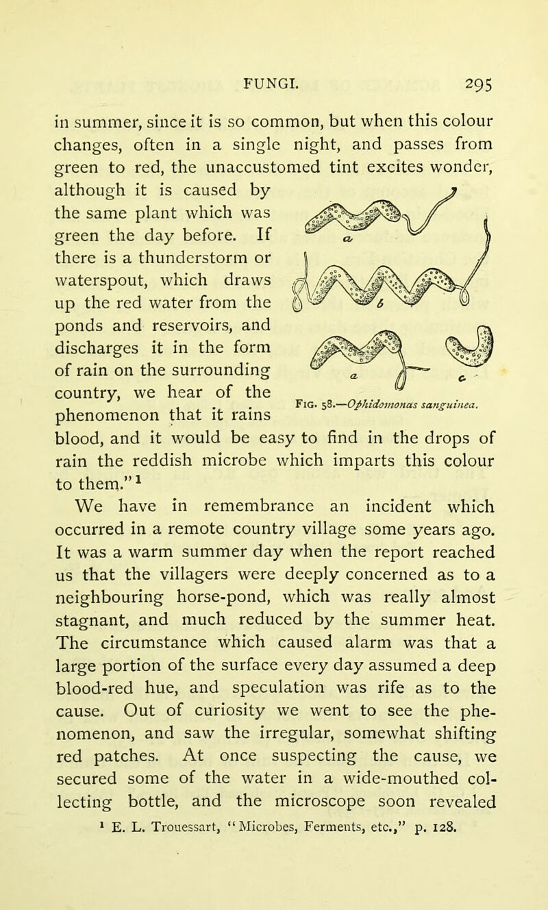 in summer, since it is so common, but when this colour changes, often in a single night, and passes from green to red, the unaccustomed tint excites wonder, although it is caused by the same plant which was green the day before. If there is a thunderstorm or waterspout, which draws up the red water from the ponds and reservoirs, and discharges it in the form of rain on the surrounding country, we hear of the phenomenon that it rains blood, and it would be easy to find in the drops of rain the reddish microbe which imparts this colour to them.”1 We have in remembrance an incident which occurred in a remote country village some years ago. It was a warm summer day when the report reached us that the villagers were deeply concerned as to a neighbouring horse-pond, which was really almost stagnant, and much reduced by the summer heat. The circumstance which caused alarm was that a large portion of the surface every day assumed a deep blood-red hue, and speculation was rife as to the cause. Out of curiosity we went to see the phe- nomenon, and saw the irregular, somewhat shifting red patches. At once suspecting the cause, we secured some of the water in a wide-mouthed col- lecting bottle, and the microscope soon revealed 1 E. L. Trouessart, “ Microbes, Ferments, etc.,” p. 128. Fig. 58.—Ophidomonas sanguinta.