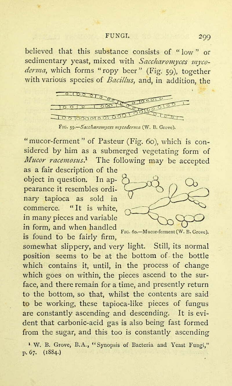 believed that this substance consists of “ low ” or sedimentary yeast, mixed with Saccharomyces myco- derma, which forms “ropy beer” (Fig. 59), together with various species of Bacillus, and, in addition, the Fig. 59.—Saccharomyces mycoderma (W. B. Grove). “mucor-ferment ” of Pasteur (Fig. 60), which is con- sidered by him as a submerged vegetating form of Mucor racemosus} The following may be accepted as a fair description of the object in question. In ap- pearance it resembles ordi- nary tapioca as sold in commerce. “ It is white, in many pieces and variable in form, and when handled is found to be fairly firm, somewhat slippery, and very light. Still, its normal position seems to be at the bottom of the bottle which contains it, until, in the process of change which goes on within, the pieces ascend to the sur- face, and there remain for a time, and presently return to the bottom, so that, whilst the contents are said to be working, these tapioca-like pieces of fungus are constantly ascending and descending. It is evi- dent that carbonic-acid gas is also being fast formed from the sugar, and this too is constantly ascending 1 \V. B. Grove, B.A., “Synopsis of Bacteria and Yeast Fungi,” p. 67. (1884.) Fig. 60.—Mucor-ferment (W. B. Grove).