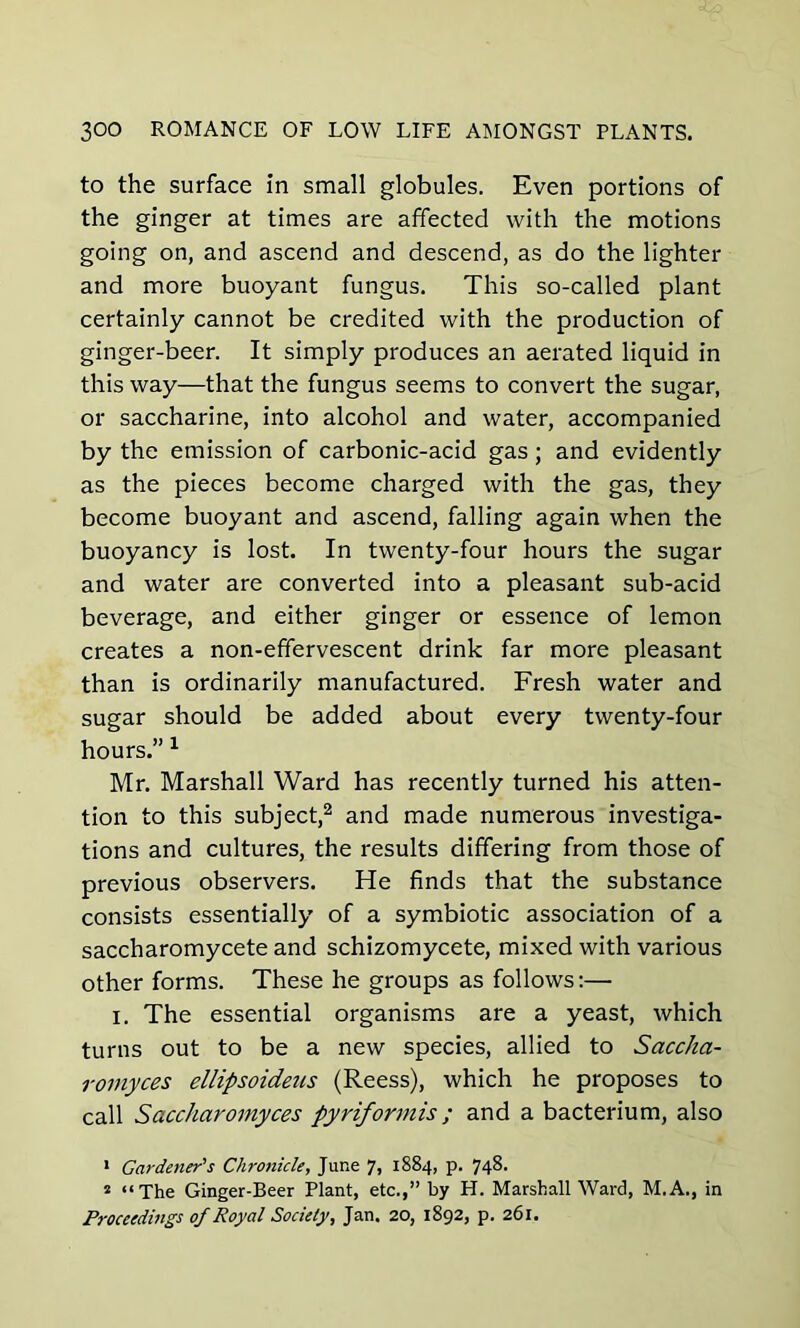 to the surface in small globules. Even portions of the ginger at times are affected with the motions going on, and ascend and descend, as do the lighter and more buoyant fungus. This so-called plant certainly cannot be credited with the production of ginger-beer. It simply produces an aerated liquid in this way—that the fungus seems to convert the sugar, or saccharine, into alcohol and water, accompanied by the emission of carbonic-acid gas; and evidently as the pieces become charged with the gas, they become buoyant and ascend, falling again when the buoyancy is lost. In twenty-four hours the sugar and water are converted into a pleasant sub-acid beverage, and either ginger or essence of lemon creates a non-effervescent drink far more pleasant than is ordinarily manufactured. Fresh water and sugar should be added about every twenty-four hours.” 1 Mr. Marshall Ward has recently turned his atten- tion to this subject,2 and made numerous investiga- tions and cultures, the results differing from those of previous observers. He finds that the substance consists essentially of a symbiotic association of a saccharomycete and schizomycete, mixed with various other forms. These he groups as follows:— I. The essential organisms are a yeast, which turns out to be a new species, allied to Saccha- romyces ellipsoideus (Reess), which he proposes to call Saccharomyces pyriformis; and a bacterium, also 1 Gardener's Chronicle, June 7, 1884, p. 748. 2 “The Ginger-Beer Plant, etc.,” by H. Marshall Ward, M.A., in Proceedings of Royal Society, Jan. 20, 1892, p. 261.
