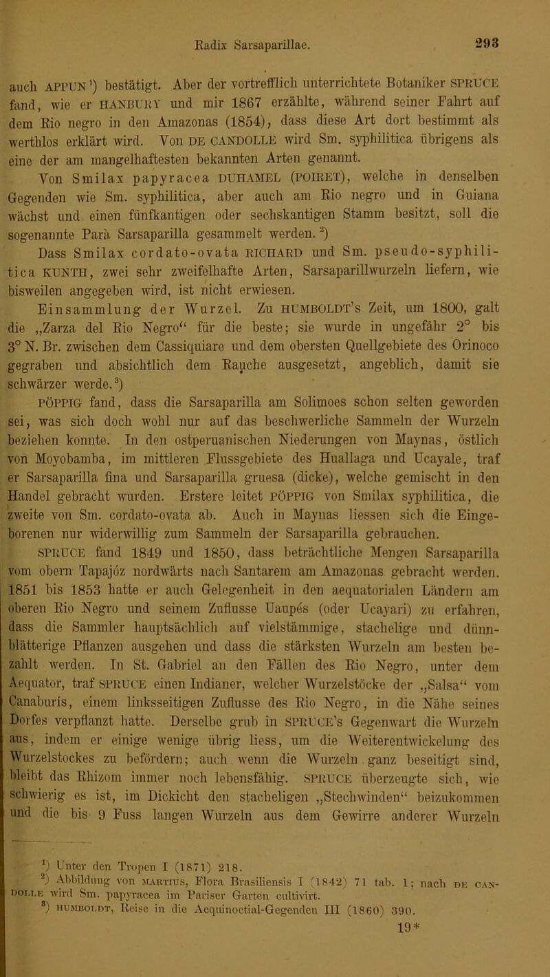 auch APPUN') bestätigt. Aber der vortrefflich unterrichtete Botaniker SPRUCE fand, wie er HANBURY und mir 1867 erzählte, während seiner Fahrt auf dem Rio negro in den Amazonas (1854), dass diese Art dort bestimmt als werthlos erklärt wird. Von de CANDOLLE wird Sm. syphilitica übrigens als eine der am mangelhaftesten bekannten Arten genannt. Von Smilax papyracea DUHAMEL (POIRET), welche in denselben Gegenden wie Sm. syphilitica, aber auch am Rio negro und in Guiana wächst und einen fünfkantigen oder sechskantigen Stamm besitzt, soll die sogenannte Para Sarsaparilla gesammelt werden. ~) Dass Smilax cordato-ovata RICHARD und Sm. pseudo-syphili- tica KURTH, zwei sehr zweifelhafte Arten, Sarsaparillwurzeln liefern, wie bisweilen angegeben wird, ist nicht erwiesen. Einsammlung der Wurzel. Zu HUMBOLDT’s Zeit, um 1800, galt die „Zarza del Rio Negro“ für die beste; sie wurde in ungefähr 2° bis 3° N. Br. zwischen dem Cassiquiare und dem obersten Quellgebiete des Orinoco gegraben und absichtlich dem Rauche ausgesetzt, angeblich, damit sie schwärzer werde.3) PÖPPIG fand, dass die Sarsaparilla am Solimoes schon selten geworden sei, was sich doch wohl nur auf das beschwerliche Sammeln der Wurzeln beziehen konnte. In den ostperuanischen Niederungen von Haynas, östlich von Moyobamba, im mittleren Flussgebiete des Huallaga und Ucayale, traf er Sarsaparilla fina und Sarsaparilla gruesa (dicke), welche gemischt in den Handel gebracht wurden. Erstero leitet PÖPPIG von Smilax syphilitica, die zweite von Sm. cordato-ovata ab. Auch in Haynas Hessen sich die Einge- borenen nur widerwillig zum Sammeln der Sarsaparilla gebrauchen. SPRUCE fand 1849 und 1850, dass beträchtliche Hengen Sarsaparilla vom obern Tapajöz nordwärts nach Santarem am Amazonas gebracht werden. 1851 bis 1853 hatte er auch Gelegenheit in den aequatorialen Ländern am oberen Rio Negro und seinem Zuflusse Uaupes (oder Ucayari) zu erfahren, dass die Sammler hauptsächlich auf vielstämmige, stachelige und dünn- blätterige Pflanzen ausgehen und dass die stärksten Wurzeln am besten be- zahlt werden. In St. Gabriel an den Fällen des Rio Negro, unter dem Aequator, traf SPRUCE einen Indianer, welcher Wurzelstöcke der „Salsa“ vom Canaburis, einem linksseitigen Zuflusse des Rio Negro, in die Nähe seines Dorfes verpflanzt hatte. Derselbe grub in SPRUCE’s Gegenwart die Wurzeln aus, indem er einige wenige übrig Hess, um die Weiterentwickelung des Wurzelstockes zu befördern; auch wenn die Wurzeln ganz beseitigt sind, bleibt das Rhizom immer noch lebensfähig. SPRUCE überzeugte sich, wie schwierig es ist, im Dickicht den stacheligen „Stechwinden“ beizukommen und die bis 9 Fuss langen Wurzeln aus dem Gewirre anderer Wurzeln v) Unter den Tropen I (1871) 218. '0 Abbildung von martius, Flora Brasiliensis I (1842) 71 tah. 1; nach de can- noi.i.K wird Sm. papjTacea im Pariser Garten cultivirt. 8) humbot.dt, Reise in die Aequinoctial-Gegenden III (1860) 390. 19*