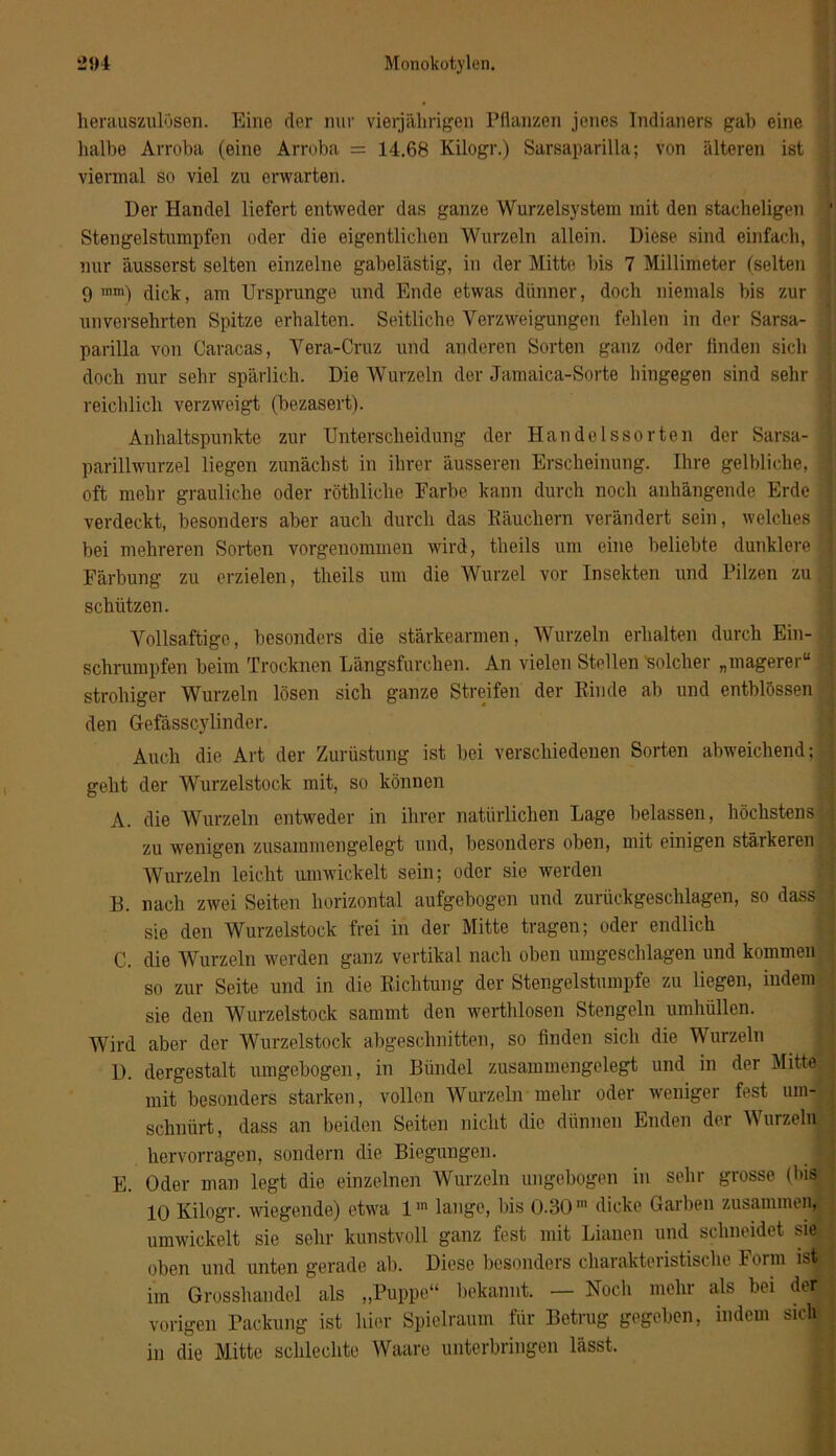 herauszulosen. Eine der nur vierjährigen Pflanzen jenes Indianers gab eine halbe Arroba (eine Arroba = 14.68 Kilogr.) Sarsaparilla; von älteren ist viermal so viel zu erwarten. Der Handel liefert entweder das ganze Wurzelsystem mit den stacheligen * Stengelstumpfen oder die eigentlichen Wurzeln allein. Diese sind einfach, nur äusserst selten einzelne gabelästig, in der Mitte bis 7 Millimeter (selten 9 mm) dick, am Ursprünge und Ende etwas dünner, doch niemals bis zur unversehrten Spitze erhalten. Seitliche Verzweigungen fehlen in der Sarsa- parilla von Caracas, Vera-Cruz und anderen Sorten ganz oder linden sich doch nur sehr spärlich. Die Wurzeln der Jamaica-Sorte hingegen sind sehr reichlich verzweigt (bezasert). Anhaltspunkte zur Unterscheidung der Handelssorten der Sarsa- parillwurzel liegen zunächst in ihrer äusseren Erscheinung. Ihre gelbliche, J oft mehr grauliche oder röthliche Farbe kann durch noch anhängende Erde j verdeckt, besonders aber auch durch das Räuchern verändert sein, welches 4 bei mehreren Sorten vorgenommen wird, theils um eine beliebte dunklere 1 Färbung zu erzielen, theils um die Wurzel vor Insekten und Pilzen zu schützen. Vollsaftige, besonders die stärkearmen, Wurzeln erhalten durch Ein- j schrumpfen beim Trocknen Längsfurchen. An vielen Stellen solcher „magerer“ Jj strohiger Wurzeln lösen sich ganze Streifen der Rinde ab und entblössen den Gefässcylinder. Auch die Art der Zurüstung ist bei verschiedenen Sorten abweichend; j geht der Wurzelstock mit, so können A. die Wurzeln entweder in ihrer natürlichen Lage belassen, höchstens fl zu wenigen zusammengelegt und, besonders oben, mit einigen stärkeren j Wurzeln leicht umwickelt sein; oder sie werden D. nach zwei Seiten horizontal aufgebogen und zurückgeschlagen, so dass j sie den Wurzelstock frei in der Mitte tragen; oder endlich C. die Wurzeln werden ganz vertikal nach oben umgeschlagen und kommen so zur Seite und in die Richtung der Stengelstumpfe zu liegen, indem sie den Wurzelstock sammt den werthlosen Stengeln umhüllen. Wird aber der Wurzelstock abgeschnitten, so finden sich die Wurzeln D. dergestalt umgebogen, in Bündel zusammengelegt und in der Mitte; mit besonders starken, vollen Wurzeln mehr oder weniger fest um- schnürt, dass an beiden Seiten nicht die dünnen Enden der Wurzeln hervorragen, sondern die Biegungen. E. Oder man legt die einzelnen Wurzeln ungebogen in sehr grosse (bis 10 Kilogr. wiegende) etwa lin lange, bis 0.30™ dicke Garben zusammen, umwickelt sie sehr kunstvoll ganz fest mit Lianen und schneidet sie oben und unten gerade ab. Diese besonders charakteristische Form ist im Grosshandel als „Puppe“ bekannt. — Noch mehr als bei der vorigen Packung ist hier Spielraum für Betrug gegeben, indem siel in die Mitte schlechte Waare unterbringen lässt.
