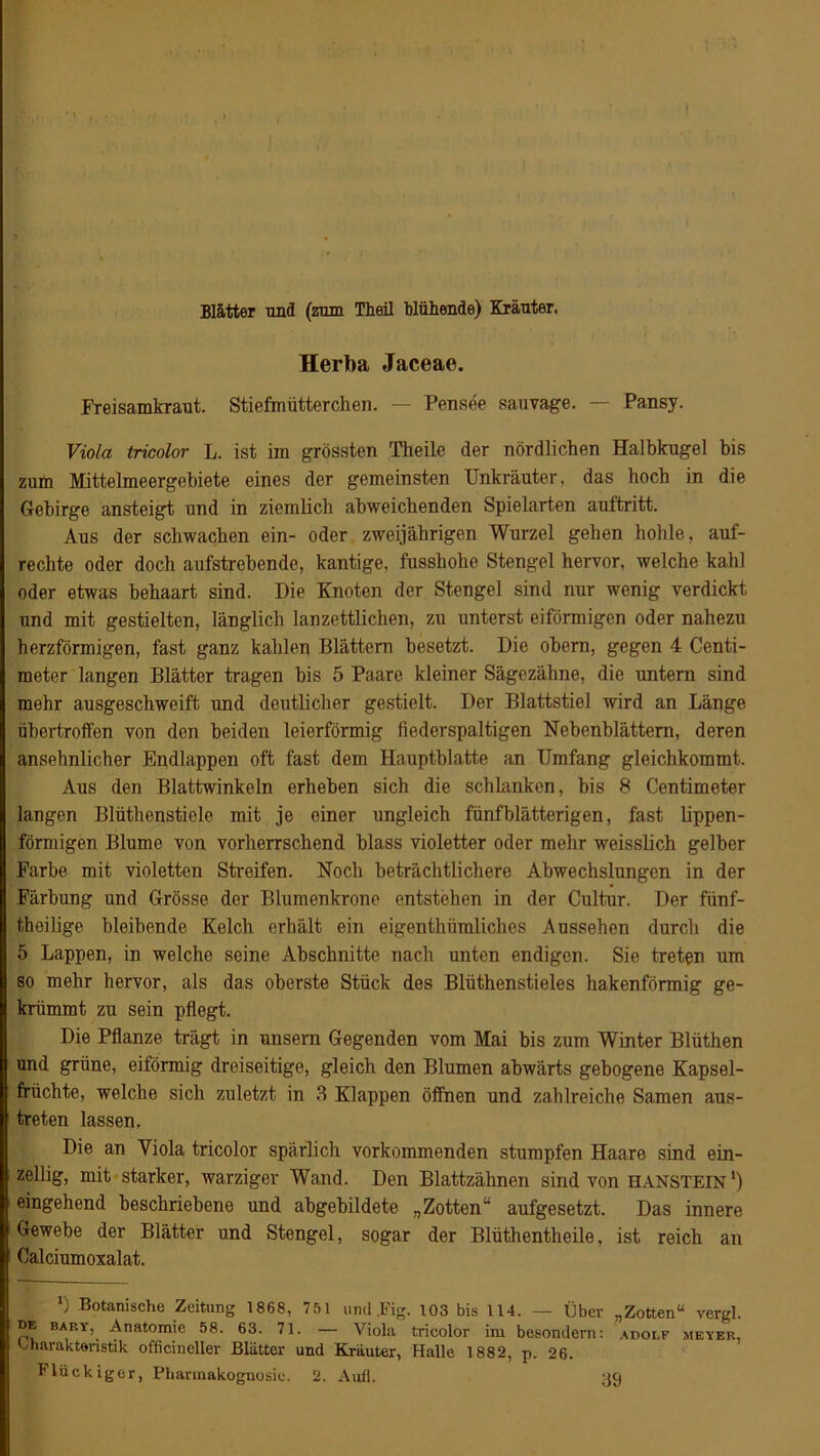 } Blätter und (zum Theil blühende) Kräuter. Herba Jaceae. Freisamkraut. Stiefmütterchen. — Pensee sauvage. — Pansy. Viola tricolor L. ist im grössten Theile der nördlichen Halbkugel bis zum Mittelmeergebiete eines der gemeinsten Unkräuter, das hoch in die Gebirge ansteigt und in ziemlich abweichenden Spielarten auftntt. Aus der schwachen ein- oder zweijährigen Wurzel gehen hohle, auf- rechte oder doch aufstrebende, kantige, fusshohe Stengel hervor, welche kahl oder etwas behaart sind. Die Knoten der Stengel sind nur wenig verdickt und mit gestielten, länglich lanzettlichen, zu unterst eiförmigen oder nahezu herzförmigen, fast ganz kahlen Blättern besetzt. Die obern, gegen 4 Centi- meter langen Blätter tragen bis 5 Paare kleiner Sägezähne, die untern sind mehr ausgeschweift und deutlicher gestielt. Der Blattstiel wird an Länge übertroffen von den beiden leierförmig fiederspaltigen Nebenblättern, deren ansehnlicher Endlappen oft fast dem Hauptblatte an Umfang gleichkommt. Aus den Blattwinkeln erheben sich die schlanken, bis 8 Centimeter langen Blüthenstiele mit je einer ungleich fünfblätterigen, fast lippen- förmigen Blume von vorherrschend blass violetter oder mehr weisslich gelber Farbe mit violetten Streifen. Noch beträchtlichere Abwechslungen in der Färbung und Grösse der Blumenkrone entstehen in der Cultur. Der fünf- theilige bleibende Kelch erhält ein eigenthümliches Aussehen durch die 5 Lappen, in welche seine Abschnitte nach unten endigen. Sie treten um so mehr hervor, als das oberste Stück des Blüthenstieles hakenförmig ge- krümmt zu sein pflegt. Die Pflanze trägt in unsern Gegenden vom Mai bis zum Winter Blüthen und grüne, eiförmig dreiseitige, gleich den Blumen abwärts gebogene Kapsel- früchte, welche sich zuletzt in 3 Klappen öffnen und zahlreiche Samen aus- treten lassen. Die an Viola tricolor spärlich vorkommenden stumpfen Haare sind ein- zellig, mit starker, warziger Wand. Den Blattzähnen sind von hanstein') eingehend beschriebene und abgebildete „Zotten“ aufgesetzt. Das innere Gewebe der Blätter und Stengel, sogar der Blüthentheile. ist reich an Calciumoxalat. *) Botanische Zeitung 1868, 751 und .Fig. 103 bis 114. — Über „Zotten“ vergl. de bar\,. Anatomie 58. 63. 71. — Viola tricolor im besondem: adolf meyer, AMraktöristik officineller Blätter und Kräuter, Halle 1882, p. 26. Flückiger, Pharmakognosie. 2. Auf], 39