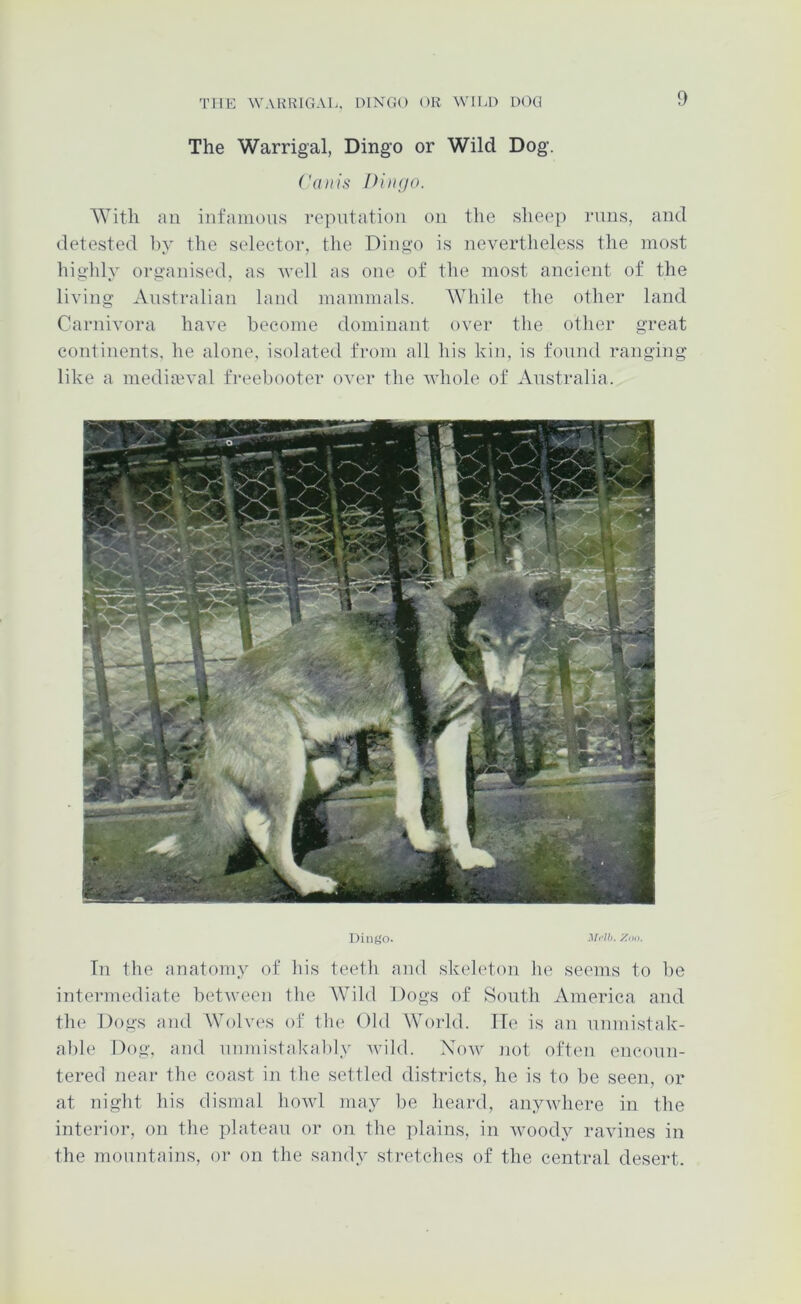 The Warrigal, Dingo or Wild Dog. Co It is Diiifjo. AYitli an infamous reputation on the sheep runs, and detested hy the seleetor, the Dingo is nevertheless the most highly organised, as well as one of the most ancient of the living Australian land mammals. AVhile the other land Carnivora have become dominant over the other great continents, he alone, isolated from all his kin, is found ranging like a medifeval freebooter over the whole of Australia. Dingo. .!/<•//). Ziiii. Tn the anatomy of his teeth and skehdon lu^ seems to he intermediate between the AVild Dogs of South America and the Dogs and Wolves of tin* Old AVorld. ITe is an uumistak- alde Dog, and unmistakably wild. Now not often encoun- tered near the coast in the settled districts, he is to he seen, or at night his dismal howl may he heard, anywhere in the interioi-, on the plateau or on the plains, in Avoody ravines in the mountains, or on the sandy stretches of the central desert.