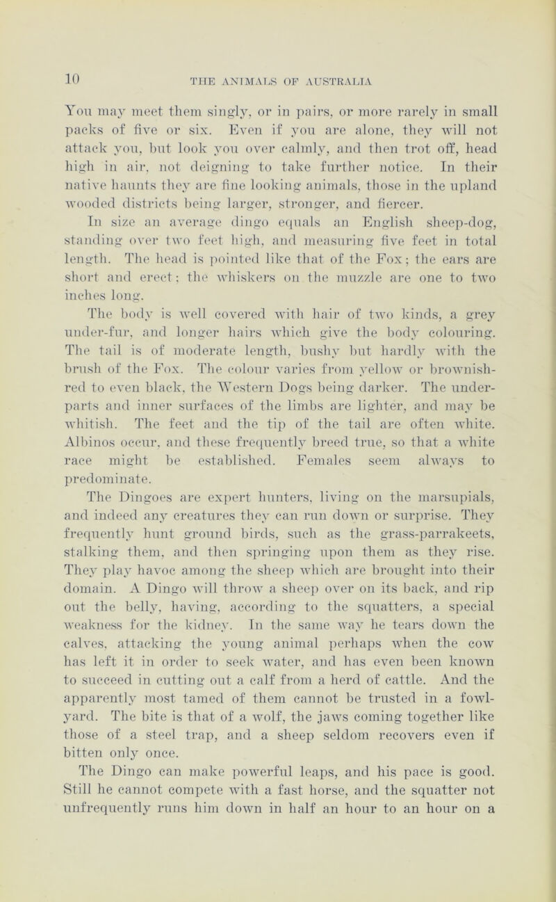 You may meet them singly, or in pairs, or more rarely in small packs of five or six. Even if yon are alone, they will not attack you, liut look you ovei* calmly, and then trot off, head high in air, not deigning to take furtlier notice. In their native haunts they are fine looking animals, those in the upland wooded districts being larger, stronger, and fiercer. In size an average dingo e(pmls an English sheep-dog, standing over two feet high, and measui'ing five feet in total length. The head is pointed like that of the Fox; the ears are short and erect; the whiskers on the muzzle are one to two inches long. The body is well covered with hair of two kinds, a grey under-fur, and longer hairs which give the liody colouring. The tail is of moderate length, bushy hut hardly with the brush of the Fox. The colour varies from yellow or brownish- red to even black, the AVestern Dogs being darker. The under- parts and inner surfaces of the lim1)s are lighter, and may be whitish. The feet and the tip of the tail are often white. Alliinos occur, and these fre<piently breed true, so that a white race might be estalilished. Females seem always to predominate. The Dingoes are expert hnnters, living on the marsupials, and indeed any creatures they can rnn down or surprise. They frequently hunt ground birds, such as the grass-parrakeets, stalking them, and then s])ringing upon them as they rise. They play ha^'OC among the sheep which are brought into their domain. A Dingo will throw a sheeji over on its back, and rip out the belly, having, according to the squatters, a special weaknc>ss for the kidney. In the same way he tears down the calves, attacking the young animal perhaps when the cow has left it in order to seek water, and has even been known to succeed in cutting out a calf from a herd of cattle. And the apparently most tamed of them cannot be trusted in a fowl- yard. The bite is that of a wolf, the jaws coming together like those of a steel trap, and a sheep seldom recovers even if bitten only once. The Dingo can make powerful leaps, and his pace is good. Still he cannot compete with a fast horse, and the squatter not unfrequently runs him down in half an hour to an hour on a