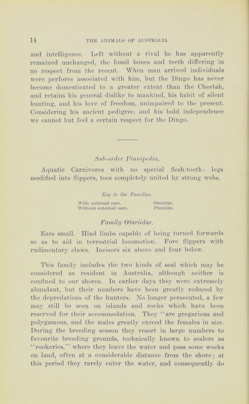 and intelligence. Left without a rival lie has apparently remained unchanged, the fossil bones and teeth differing in no respect from the recent. When man arrived individuals were perforce associated with him, but the Dingo has never become domesticated to a greater extent than the Cheetah, and retains his general dislike to mankind, his habit of silent hunting, and his love of freedom, unimpaired to the jiresent. Considering his ancient iiedigree, and his bold indejiendence we cannot but feel a certain resjiect for the Dingo. Suh-order Pninipcdia. Aquatic Carnivores with no special hesh-tooth: legs modified into flippers, toes completely united by strong webs. Key to the Families. With e.xternal ears. Otariiclre. Without external ears. I'hocidfle. Family Otariiclae. Ears small. Hind limbs capable of being turned forwards so as to aid in terrestrial locomotion. Fore flippers with rudimentary claws. Incisors six above and four below. This family includes the two kinds of seal which may be considered as resident in Australia, although neither is confined fo our shores. In earlier days fhey were extremely abundant, but their numbers have been greatly reduced by the depredations of the hunters. No longer persecuted, a few may still be seen on islands and rocks which have been reserved for their accommodation. They “are gregarious and polygamous, and the males greatly exceed the females in size. During the breeding season they resort in large numbers to favourite breeding grounds, technically known to sealers as “rookeries,” where they leave the water and pass some weeks on land, often at a considerable distance from the shore; at this period they rarely enter the water, and consequently do