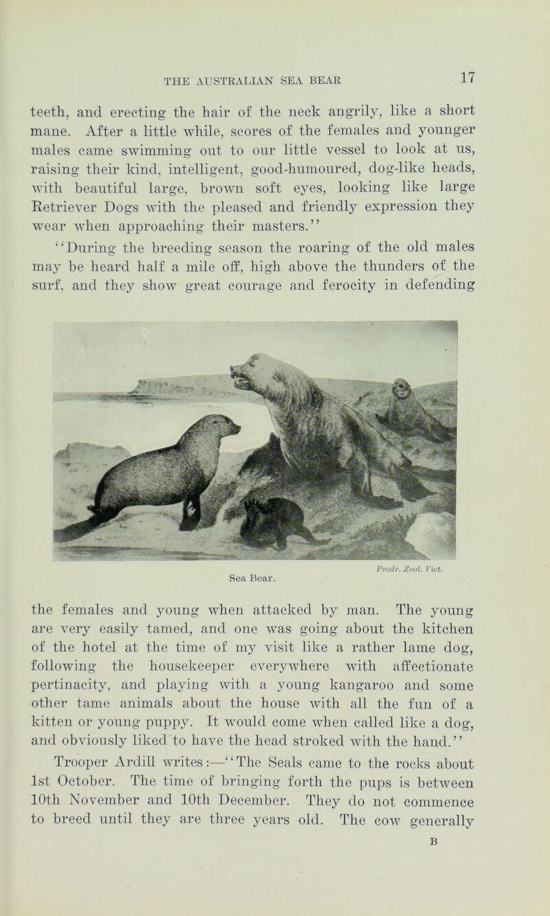 teeth, and erecting the hair of the neck angrily, like a short mane. After a little while, scores of the females and younger males came swimming out to our little vessel to look at us, raising their kind, intelligent, good-humoured, dog-like heads, with beautiful large, brown soft eyes, looking like large Retriever Dogs with the pleased and friendly expression they wear when approaching their masters.” “During the breeding season the roaring of the old males may be heard half a mile off, high above the thunders of the surf, and they show great courage and ferocity in defending Pivdr. Zool. Viet. Sea Bear. the females and young when attacked by man. The young are very easily tamed, and one was going about the kitchen of the hotel at the time of my visit like a rather lame dog, following the housekeeper everywhere with affectionate pertinacity, and playing with a young kangaroo and some other tame animals about the house with all the fun of a kitten or young puppy. It would come when called like a dog, and obviously liked to have the head stroked with the hand.” Trooper Ardill writes ;—' The Seals came to the rocks about 1st October. The time of bringing forth the pups is between 10th November and 10th December. They do not commence to breed until they are three years old. The cow generally B