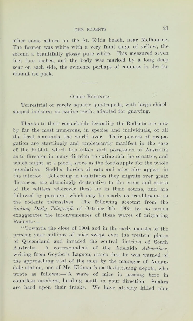 other came ashore on the St. Kilda beach, near Melbourne. The former was white with a very faint tinge of yellow, the second a beantifully glossy pure white. This measured seven feet four inches, and the body was marked by a long deep scar on each side, the evidence perhaps of combats in the far distant ice pack. Order Rodentia. Terrestrial or rarely aquatic cpiadrupeds, with large chisel- shaped incisors; no canine teeth; adapted for gnawing. Thanks to their remarkable fecundity the Rodents are now by far the most numerous, in species and individuals, of all the feral mammals, the world over. Their powers of propa- gation are startlingly and unpleasantly manifest in the case of the Rabbit, which has taken such possession of Australia as to threaten in many districts to extinguish the squatter, and which might, at a pinch, serve as the food-supply for the whole population. Sudden hordes of rats and mice also appear in the interior. Collecting in multitudes they migrate over great distances, are alarminglj^ destructive to the crops and stores of the settlers wherever these lie in their course, and are followed by pursuers, which may be nearly as troublesome as the rodents themselves. The following account from the Sydneij Daily Telegraph of October 9th, 1905, by no means exaggerates the inconveniences of these waves of migrating Rodents:— “Towards the close of 1904 and in the early months of the present year millions of mice swept over the western plains of Queensland and invaded the central districts of South Australia. A correspondent of the Adelaide Advertiser, writing from Goyder’s Lagoon, states that he was warned of the approaching visit of the mice by the manager of Annan- dale station, one of Mr. Kidman’s cattle-fattening depots, who wrote as follows:—‘A wave of mice is passing here in countless numbers, heading south in your direction. Snakes are hard upon their tracks. We have already killed nine