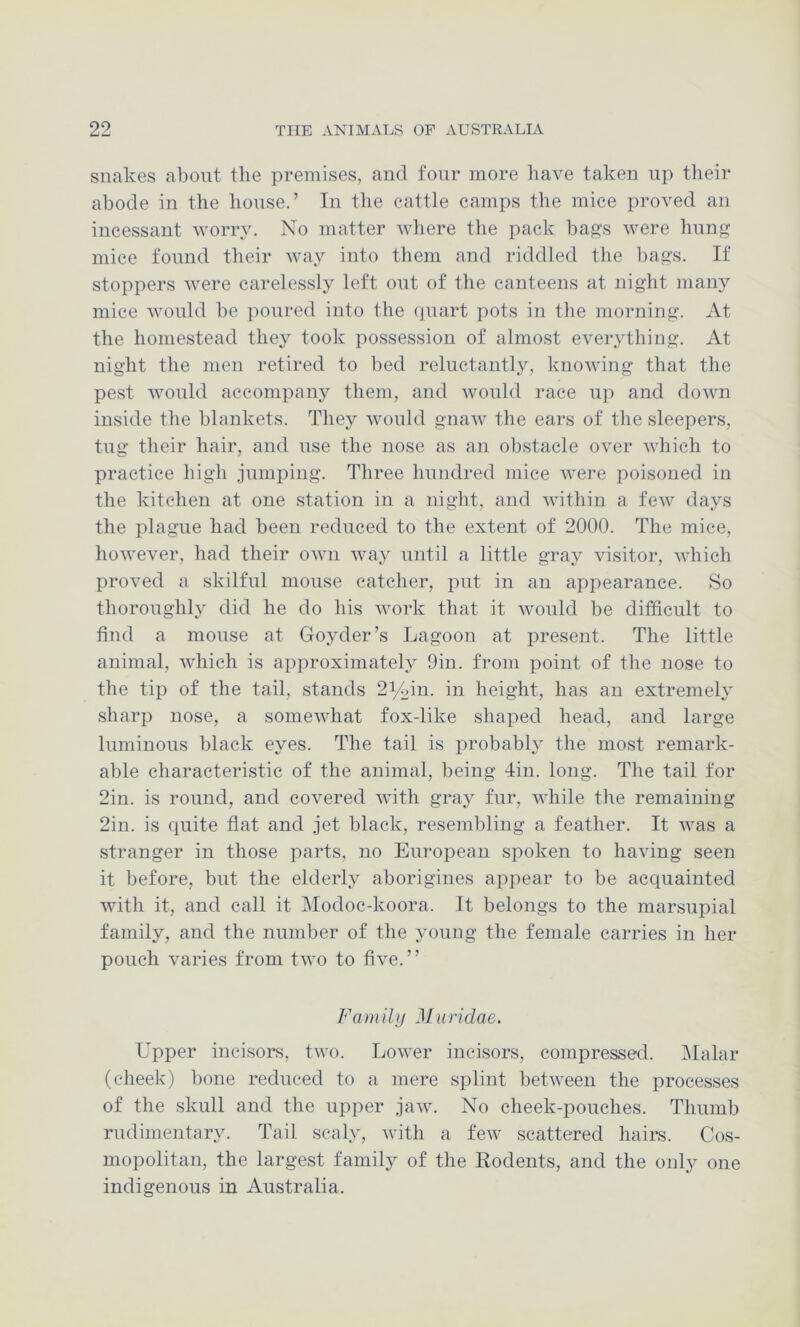 snakes about the premises, and four more have taken up their abode in the house.’ In the cattle camps the mice proved an incessant worry. No matter where the pack bags were hung mice found their way into them and riddled the bags. If stoppers were carelessly left out of the canteens at night many mice would be poured into the (jnart pots in the morning. At the homestead they took possession of almost everything. At night the men retired to bed reluctantly, knowing that the pest would accompany them, and would race up and down inside the blankets. They would gnaw the ears of the sleepers, tug their hair, and use the nose as an obstacle over which to practice high jumping. Three hundred mice were poisoned in the kitchen at one station in a night, and within a few da3^s the plague had been reduced to the extent of 2000. The mice, however, had their own way until a little gray visitor, which proved a skilful mouse catcher, put in an appearance. So thoroughly did he do his work that it would be difficult to find a mouse at Goyder’s Lagoon at present. The little animal, which is approximately 9in. from point of the nose to the tip of the tail, stands 2i/oin. in height, has an extremely sharp nose, a somewhat fox-like shaped head, and large luminous black eyes. The tail is probabN the most remark- able characteristic of the animal, being din. long. The tail for 2in. is round, and covered with gray fur, while the remaining 2in. is quite flat and jet black, resembling a feather. It was a stranger in those parts, no European spoken to having seen it before, but the elderly aborigines appear to be acquainted with it, and call it i\Iodoc-koora. It belongs to the marsupial family, and the number of the young the female carries in her pouch varies from two to five.” Family Muridae. Upper incisors, two. Lower incisors, compressed. IMalar (cheek) bone reduced to a mere splint between the processes of the skull and the upper jaw. No cheek-pouches. Thumb rudimentarjL Tail scaly, with a few scattered hairs. Cos- mopolitan, the largest family of the Rodents, and the only one indigenous in Australia.