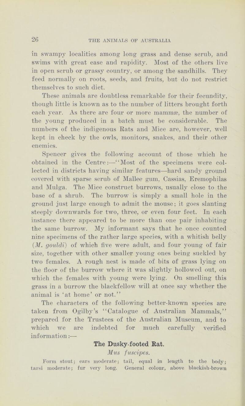 2G in swampy localities among long grass and dense scrnl), and swims with great ease and rapidity. ]\Iost of the others live in open scrub or grassy country, or among the sandhills. They feed normally on roots, seeds, and fruits, hut do not restrict themselves to such diet. These animals are doubtless remarkable for their fecundity, though little is known as to the number of litters brought forth each year. As there are four or more mannme, the number of the young produced in a batch must be considerable. The numbers of the indigenous Rats and Mice are, however, well kept in check by the owls, monitors, snakes, and their other enemies. Spencer gives the following account of those which he obtained in the Centre:—“Most of the specimens were col- lected in districts having similar features—hard sandy ground covered with sparse scrul) of INIallee gum. Cassias, Eremophilas and IMnlga. The iMice construct burrows, usually close to the base of a shrub. The burrow is simply a small hole in the ground just large enough to admit the mouse; it goes slanting steeply downwards for two, three, or even four feet. In each instance there appeared to be more than one pair inhabiting the same burrow. j\Iy informant says that he once counted nine specimens of the rather large species, with a whitish belly (M. gouldi) of which five were adult, and four young of fair size, together with other smaller young ones being suckled bj^ two females. A rough nest is made of bits of grass lying on the floor of fhe burrow where it was slightly hollowed out, on which the females with young were lying. On smelling this grass in a burrow the blackfellow will at once say Avhether the animal is ‘at home’ or not.” The characters of the following better-known species are taken from Ogilby’s “Catalogue of Australian Mammals,” prepared for the Trustees of the Australian Museum, and to which we are indebted for much carefullj verified information:— The Dusky-footed Rat. Mus fuscipes. Form stout; ears moderate; tail, equal in lengih to the body; tarsi moderate; fur very long. General colour, above blackish-brown