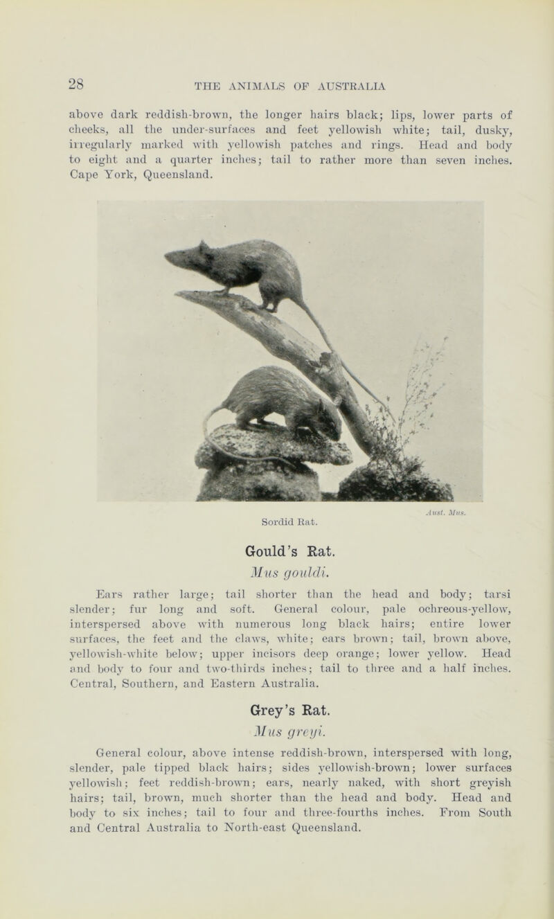 above dark reddish-brown, the longer hairs black; lips, lower parts of clieeks, all the iinder-surfaces and feet yellowisli white; tail, dusky, iiregularly marked with yellowish patches and rings. Plead and body to eight and a quarter inches; tail to rather more than seven indies. Cape York, Queensland. Gould’s Eat. Mus go nidi. Ears rather large; tail shorter tlian the head and body; tarsi slender; fur long and soft. General colour, pale ochreous-yellow, interspersed above with numerous long black hairs; entire lower surfaces, the feet and the claws, white; ears brown; tail, brown above, yellowish-white below; upper incisors deep orange; lower yellow. Head and body to four and two-thirds inches; tail to three and a half inches. Central, Southern, and Eastern Australia. Grey’s Rat. Mus gregi. General colour, above intense reddish-brown, interspersed with long, slender, pale tipped black hairs; sides yellowish-brown; lower surfaces yellowish; feet reddish-brown; ears, nearly naked, with short greyish hairs; tail, brown, much shorter than the head and body. Head and body to six inches; tail to four and three-fourths inches. From South and Central Australia to North-east Queensland.