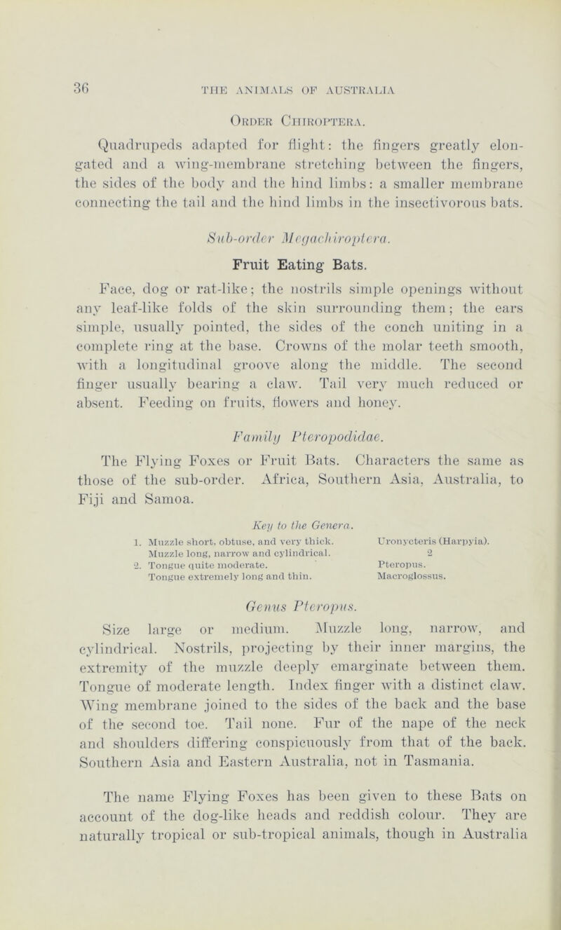 Order Chiroi'tera. Quadrupeds adapted for flight: tlie fingers greatly elon- gated and a ■\ving-niembrane stretching between the fingers, the sides of the body and the hind limbs: a smaller mendirane connecting the tail and the hind limbs in the insectivorous bats. Sub-order Megacliiropicra. Fruit Eating Bats. Face, dog or rat-like; the nostrils simple openings without any leaf-like folds of the skin surrounding them; the ears simple, usually pointed, the sides of the conch uniting in a complete ring at the base. Crowns of the molar teeth smooth, with a longitudinal groove along the middle. The second finger usually bearing a claw. Tail very much reduced or absent. Feeding on fruits, tiowers and honey. Family Fteropodidae. The Flying Foxes or Fruit Bats. Characters the same as those of the sub-order. Africa, Southern Asia, Australia, to Fiji and Samoa. Key to the Genera. 1. Muzzle short, obtuse, and very thick. Muzzle long, narrow and cylindrical. •2. Tongue (luite moderate. Tongue e.xtremely long and thin. Genus Pteropus. Size large or medium. iMuzzle long, narrow, and cylindrical. Nostrils, jirojecting by their inner margins, the extremity of the muzzle deeply emarginate between them. Tongue of moderate length. Index finger vdth a distinct claw. AVing membrane joined to the sides of the back and the base of the second toe. Tail none. Fur of the nape of the neck and shoulders differing conspicuously from that of the back. Southern Asia and Eastern Australia, not in Tasmania. The name Flying Foxes has been given to these Bats on account of the dog-like heads and reddish colour. They are naturally tropical or sub-tropical animals, though in Australia Uronycteris (Hari)yia). •2 Pterojuis. Maci'oglossus.