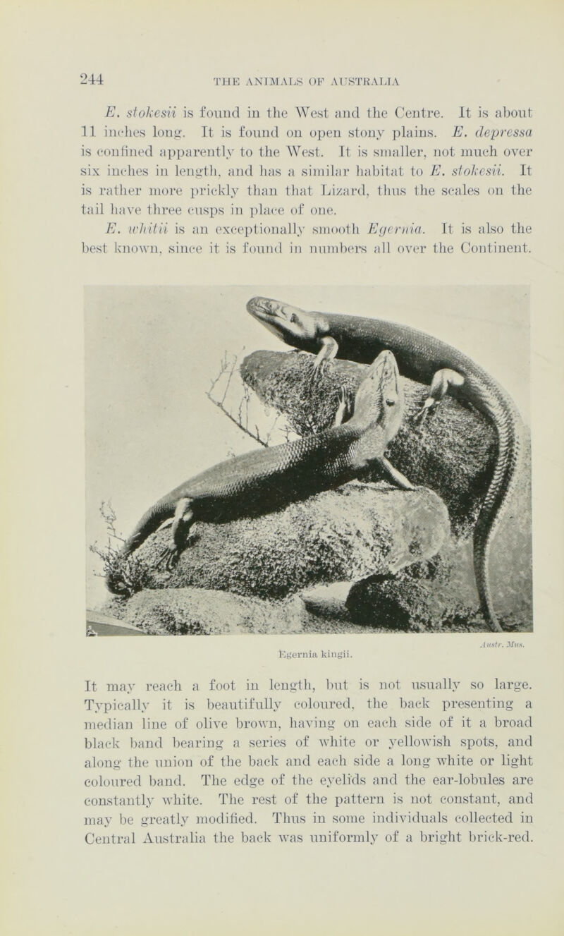 E. stokesii is found in the West and the Centre. It is abont 11 inches loiic’. It is found on open stony plains. E. depressa is confined apparently to the West. It is smaller, not mneh over six inches in leiiyth, and has a siniilai* habitat to E. sfokesii. It is ratlier more prickly than that Lizard, thus tlie scales on the tail have three cusps in ])lace of one. E. irhitii is an exceptionally smooth Egcriiia. It is also the best known, since it is fonnd in nnmbei*s all over the Continent. Kgernia kingii. Ai(str. Mils. It may reach a foot in length, bnt is not nsually so large. Typically it is beautifully (‘oloured, the back presenting a median line of olive brown, having on each side of it a broad black band bearing a series of white or yellowish spots, and along the union of the back and each side a long white or light coloured band. The edge of the eyelids and the ear-lobules are constantly white. The rest of the pattern is not constant, and may be greatly modified. Thus in some individuals collected in Central Australia the back was uniformly of a bright brick-red.