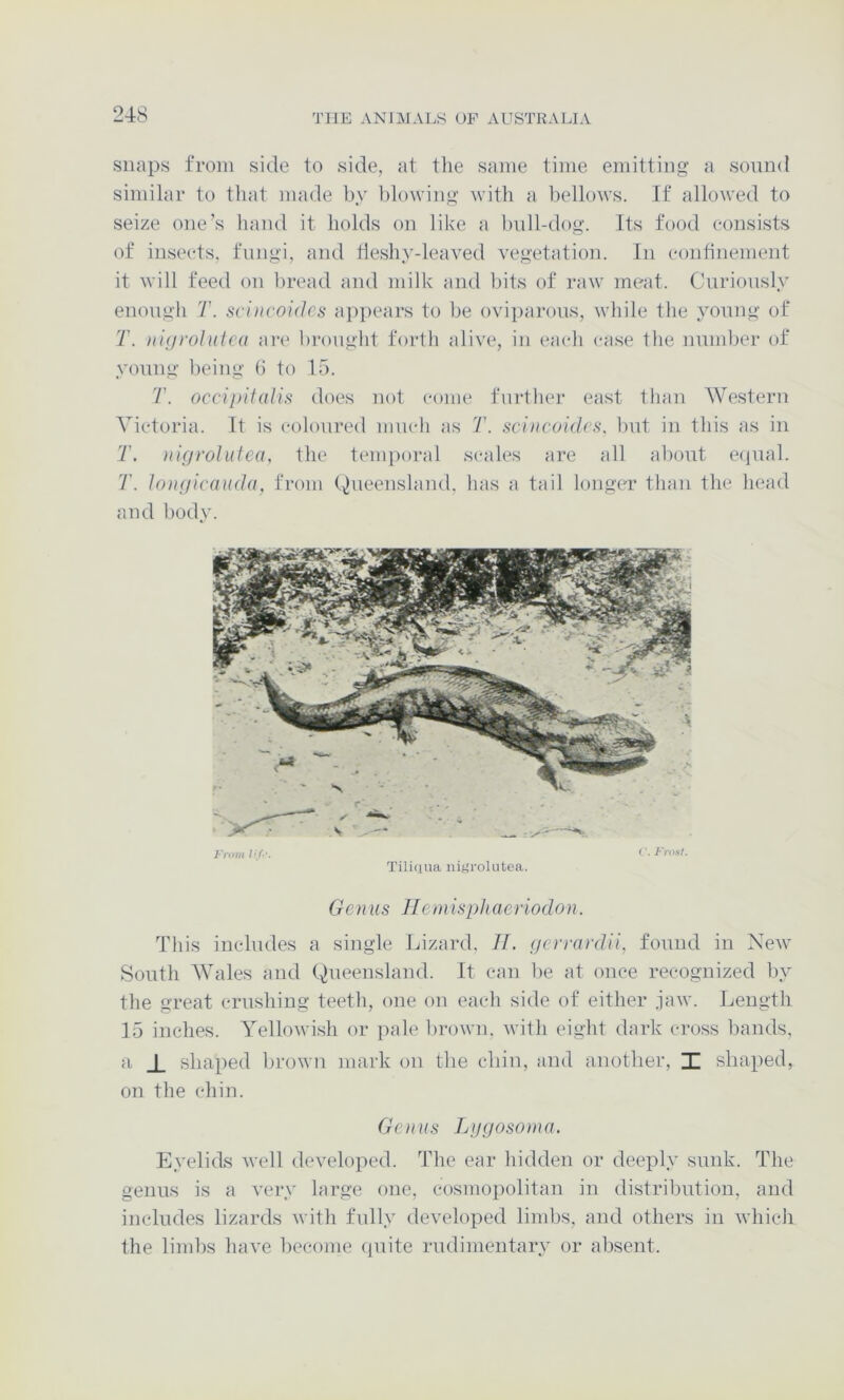 snaps from side to side, at the same time emitting a sound similar to that made hy blowing with a bellows. If allowed to seize one’s hand it holds on like a hull-dog. Its food consists of insects, fungi, and tleshy-leaved vegetation. In confinement it will feed on bread and milk and bits of raw meat. Curiously enough T. scincoidcs appears to be ovijiarous, while the young of T. ninrolulca are brought forth alive, in each case the number of young being b to 15. T. occipitalis does not come further east than Western Victoria. It is coloured much as T. sciacoidcs, but in this as in T. nigrolutea, the temporal scides are all about e(pial. T. longicauda, from Queensland, has a tail longer than the head and body. Tiliqua iiif’rokitea. Gen us liemisphaeriodon. This includes a single Lizard, II. gcrrardii, found in New South Wales and Queensland. It can be at once recognized liy the great crushing teeth, one on each side of either jaw. Length 15 inches. Yellowish or jiale lirown, with eight dark cross bands, a _L shaped brown mark on the chin, and another, X shaped, on the chin. Genus Jjygosonia. Eyelids Avell developed. The ear hidden or deeply sunk. The genus is a very large one, cosmopolitan in distribution, and includes lizards with fully developed limbs, and others in which the limbs have become quite rudimentary or absent.