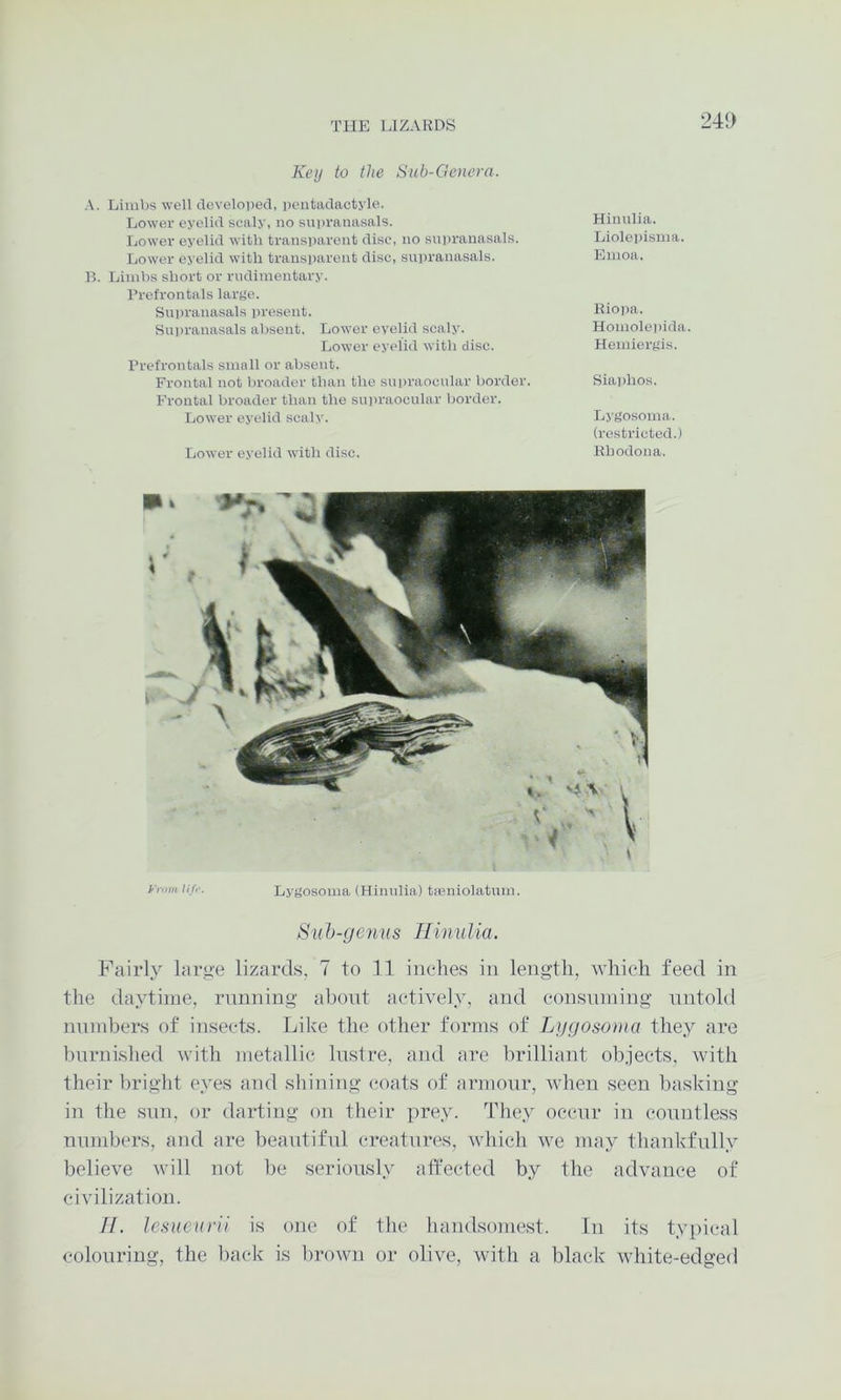 241) Key to the Sub-Crcncrn. A. Limbs well developed, pentadactyle. Lower eyelid scaly, no supranasals. Lower eyelid with transparent disc, no supranasals. Lower eyelid with transparent disc, supranasals. B. Limbs short or rudimentary. Prefrontals large. Supranasals i)resent. Suiiranasals absent. Lower eyelid scaly. Lower eyelid with disc. Prefrontals small or absent. Frontal not broader than the supraocular border. Frontal broader than the sui>raocular border. Lower eyelid scaly. Lower eyelid with disc. Hinulia. Liolei)isma. Emoa. Eiopa. Homolei)ida. Hemiergis. Siaiihos. Lj'gosoma. (restricted.) Ebodona. lif''- Lygosoma (Hinulia) ticniolatum. Sill)-genus Hii11ilia. Fairly large lizards, 7 to H inches in length, which feed in the daytime, running about actively, and consuming untold numbers of insects. Like the other forms of Lggosoma they are burnished with metallic lustre, and are brilliant objects, with their bright eyes and shining coats of armour, when seen basking in the siin, or darting on their prey. Tliey occur in countless numbers, and are beautiful creatures, which we may thankfully believe will not be seriously affected by the advance of civilization. II. lesueurii is one of the handsome,st. In its typical colouring, the back is brown or olive, with a black white-edged